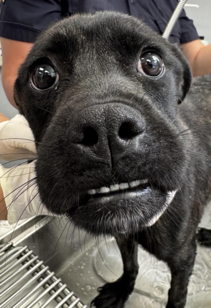 REESE, Adoptable, Young Female French Bulldog & Cane Corso.