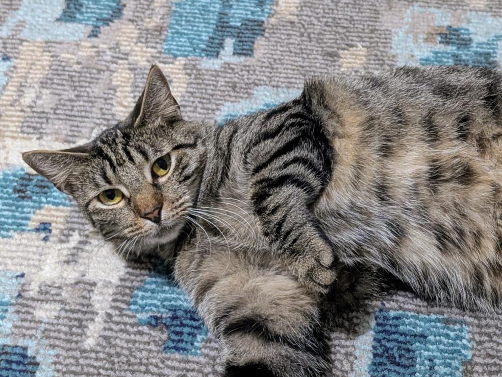 Breeze, Adoptable, Young Female Domestic Short Hair.