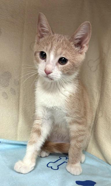 Enlarge Goose, a Adoptable mixed breed in Lake Monroe, FL image 1/3