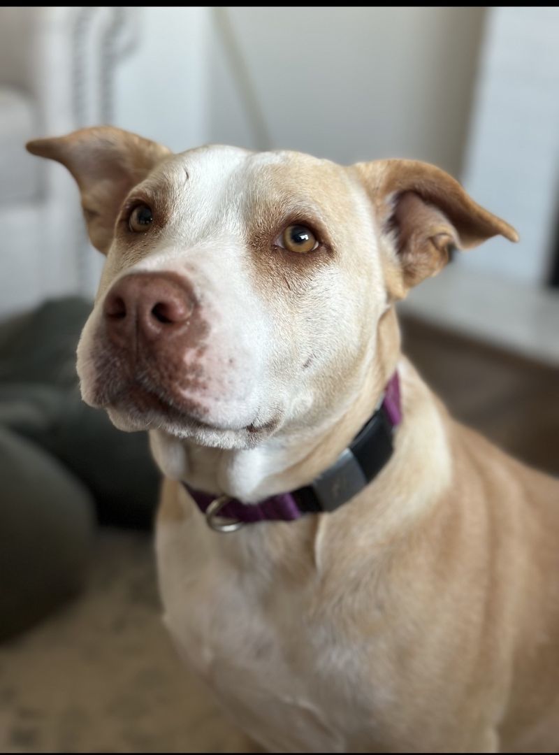 Daisy, Senior Female Pit Bull Terrier