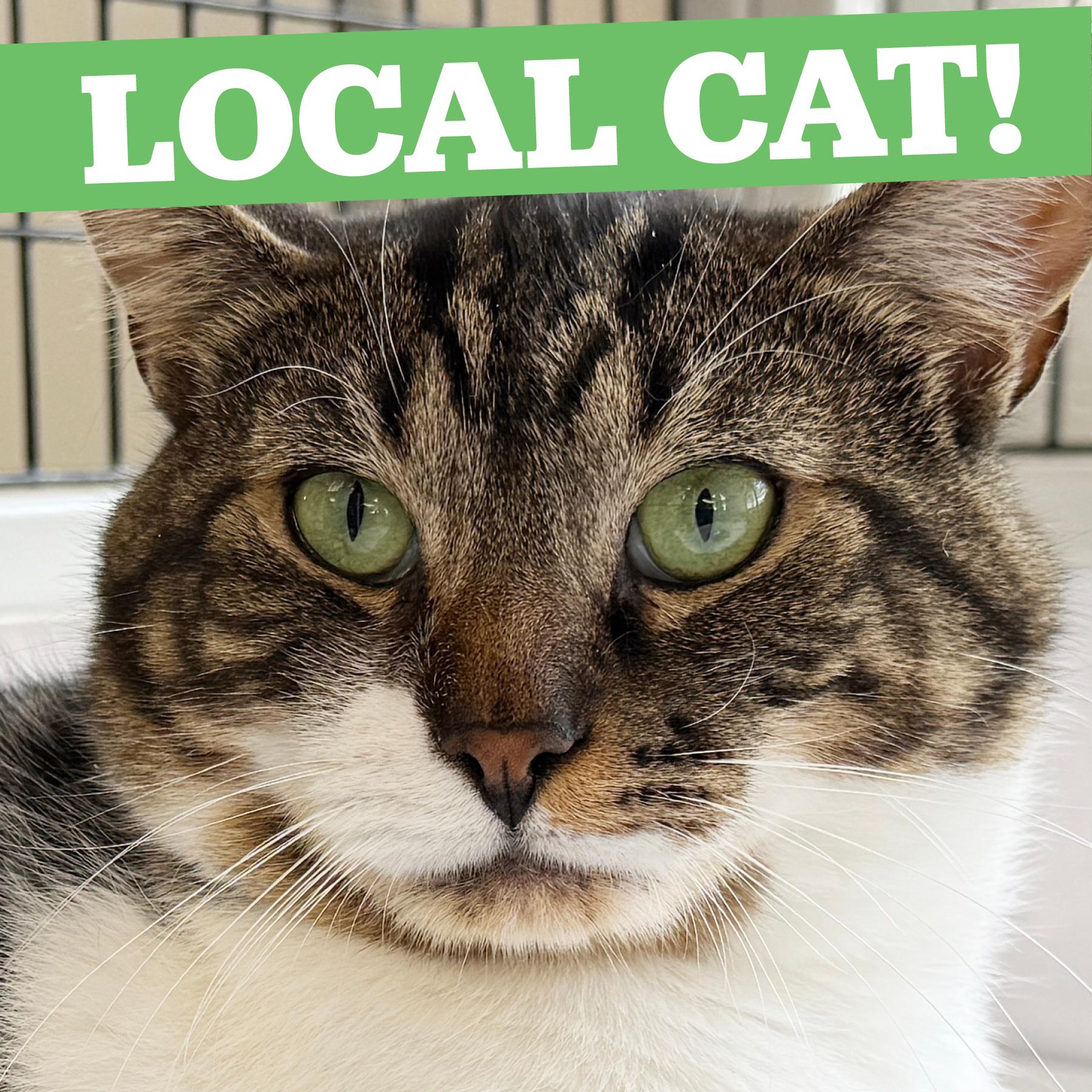 LOCAL CAT, Boone, a Adoptable mixed breed in Clayville, RI image 1/6