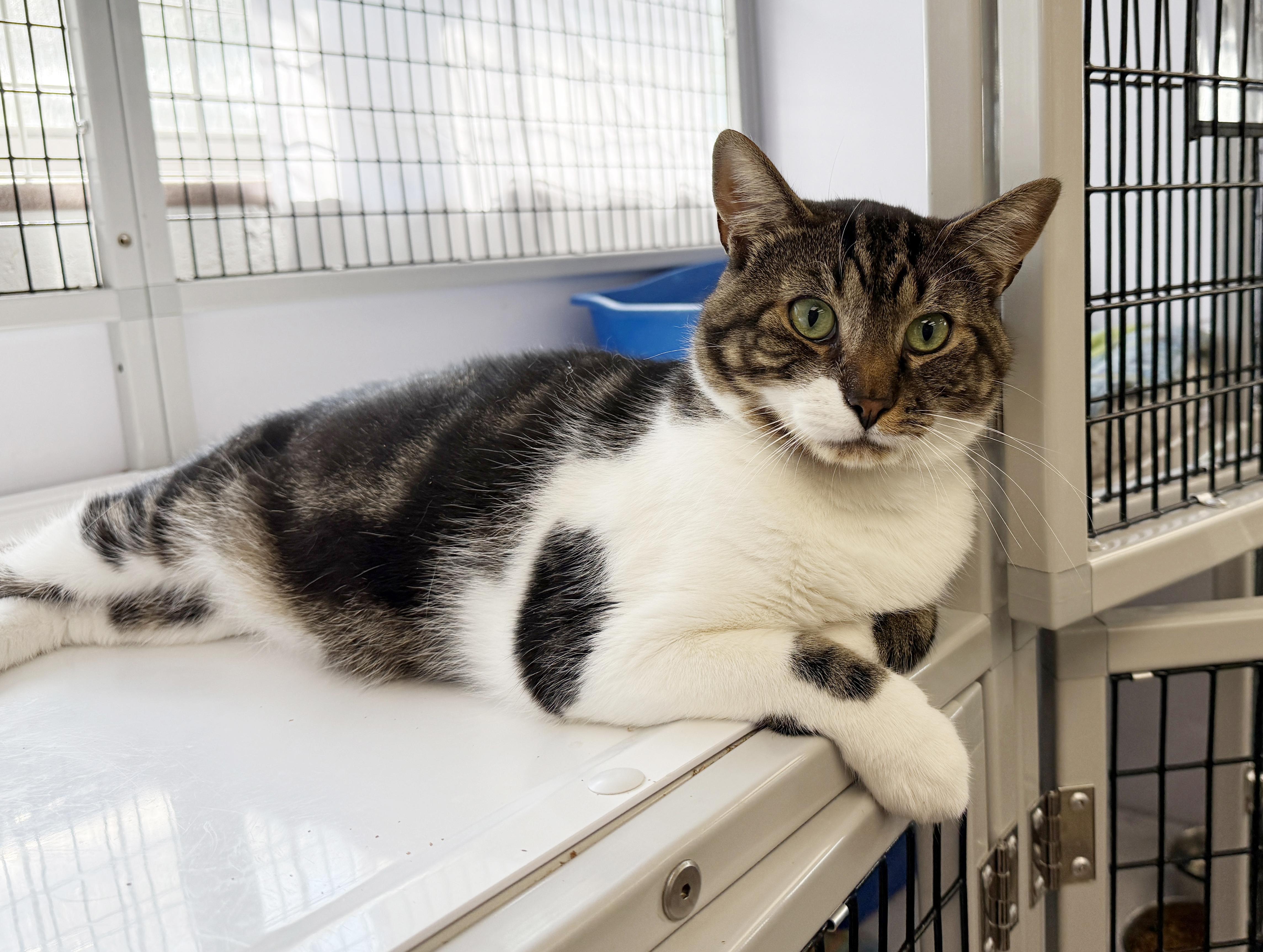LOCAL CAT, Boone, a Adoptable mixed breed in Clayville, RI image 3/6
