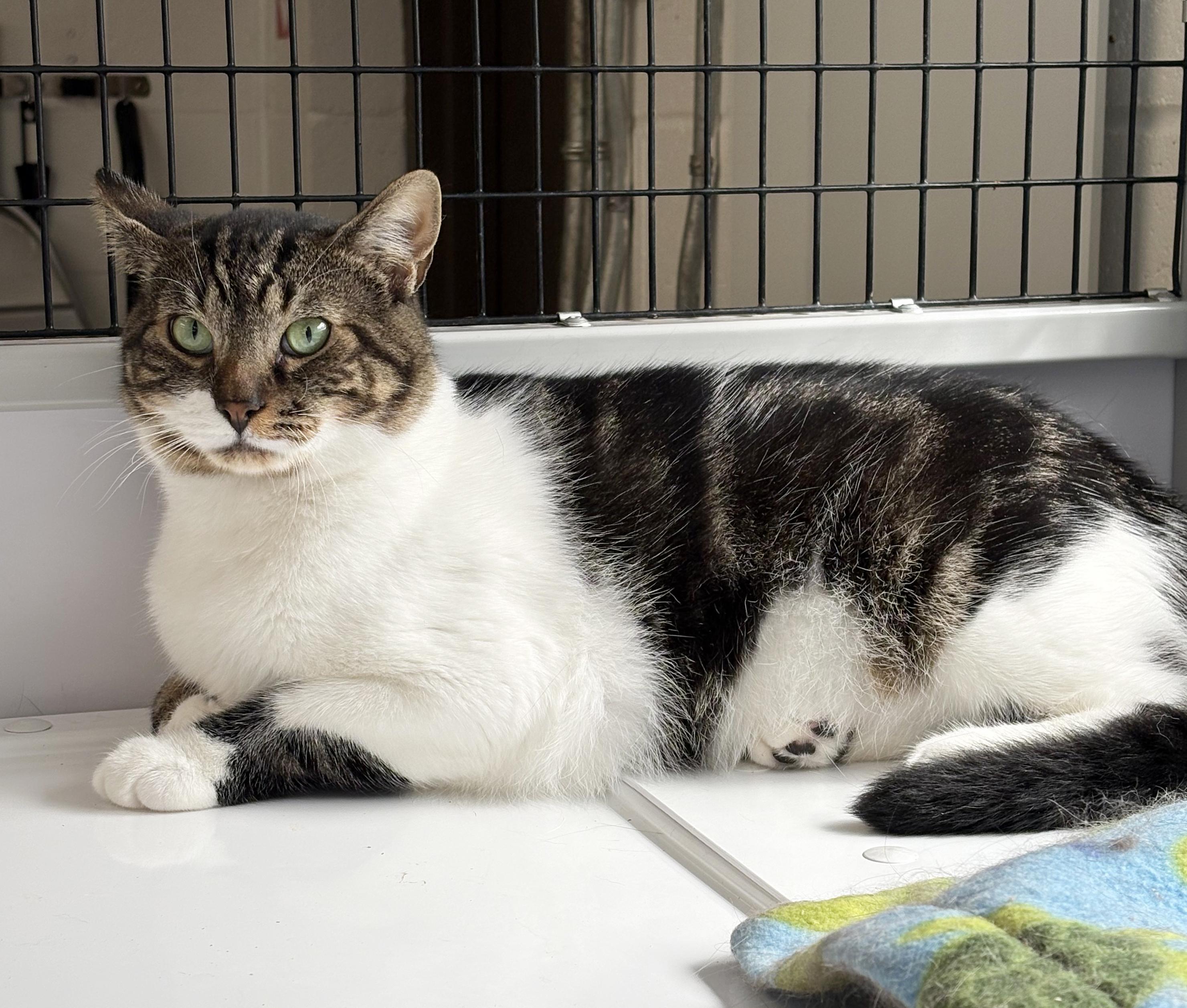 LOCAL CAT, Boone, a Adoptable mixed breed in Clayville, RI image 4/6