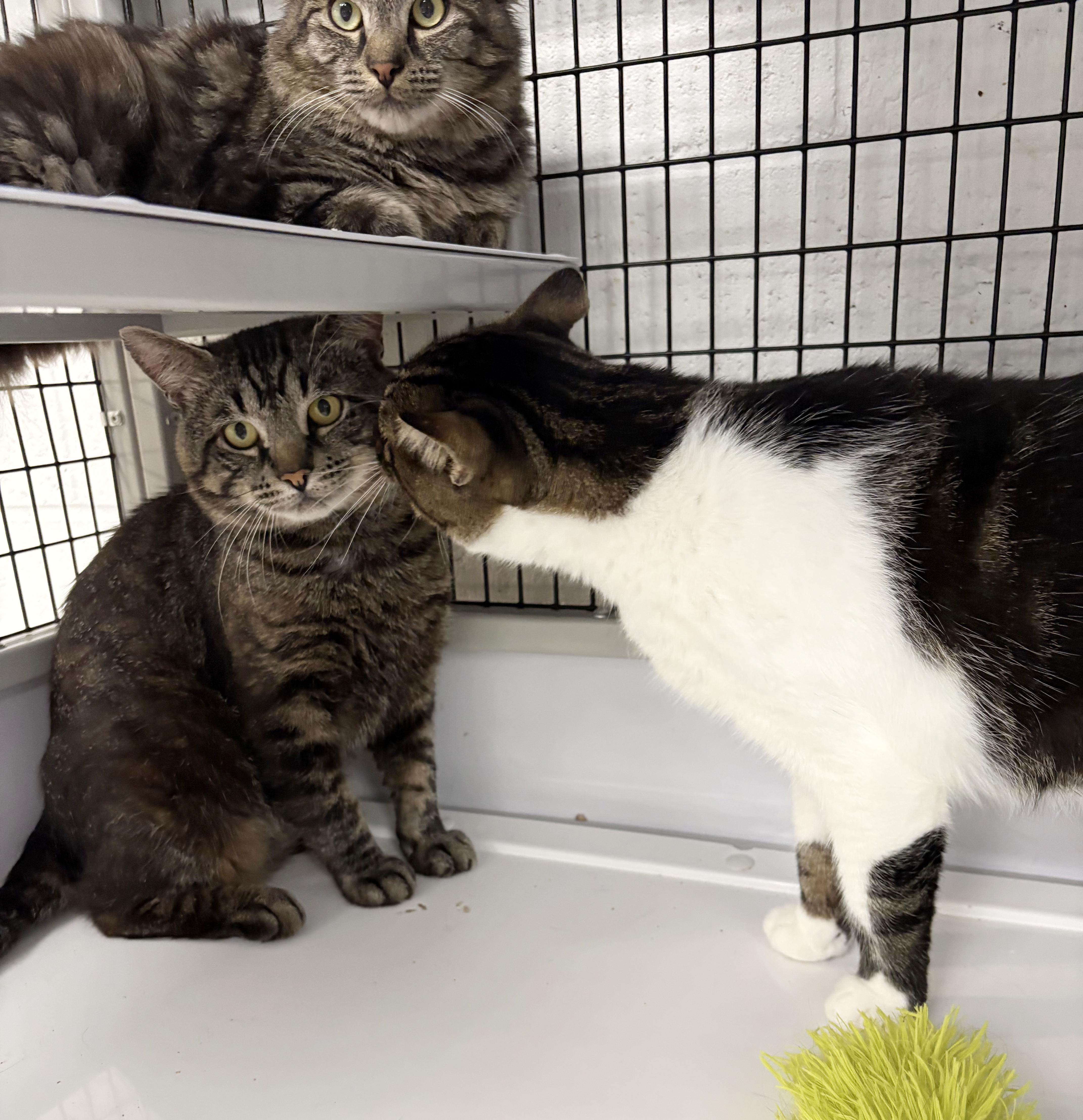 LOCAL CAT, Boone, a Adoptable mixed breed in Clayville, RI image 5/6