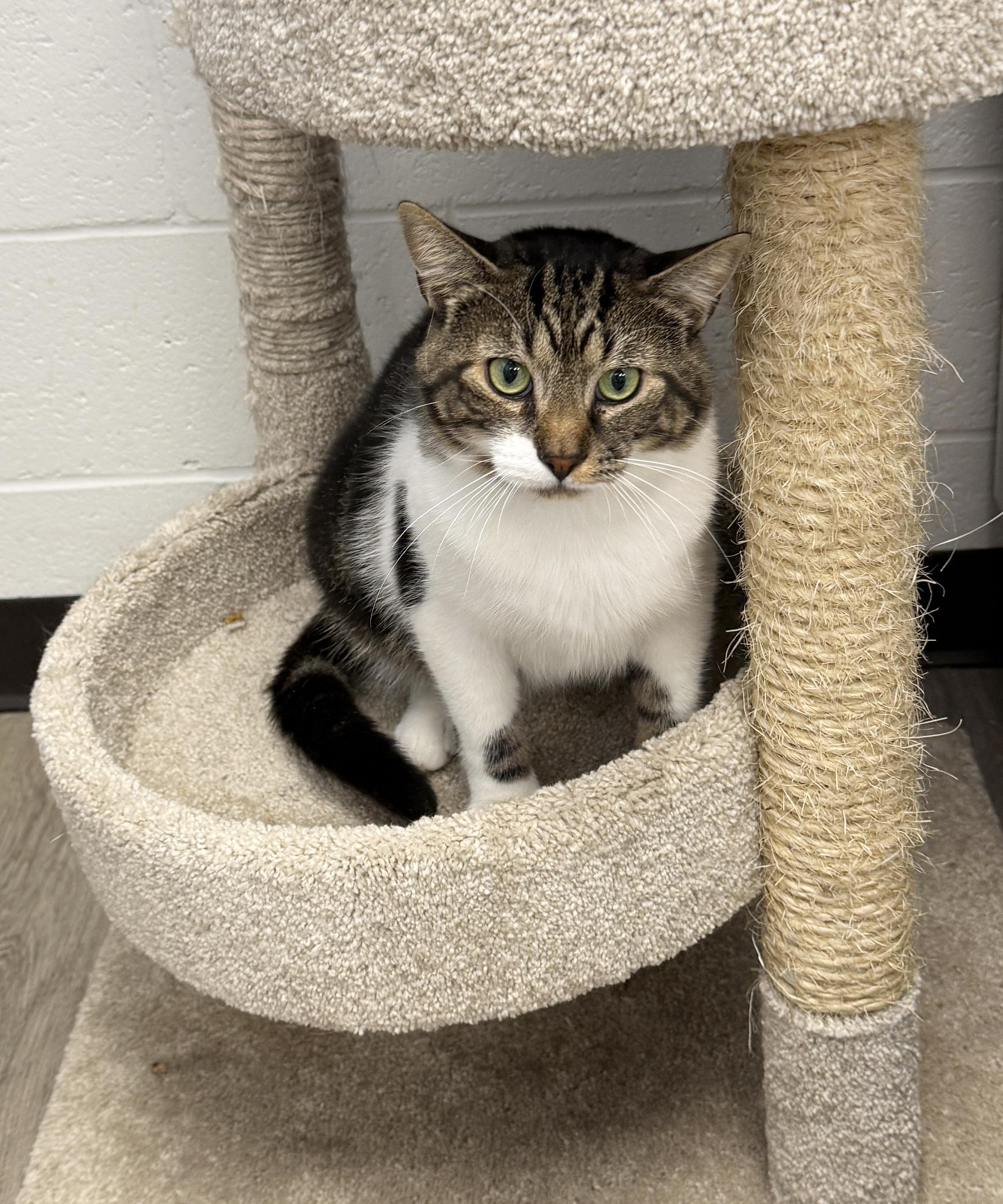 LOCAL CAT, Boone, a Adoptable mixed breed in Clayville, RI image 6/6