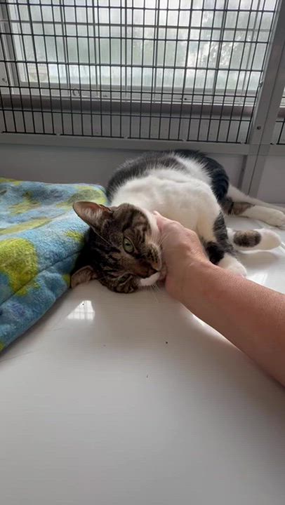 Enlarge LOCAL CAT, Boone, a Adoptable mixed breed in Clayville, RI video 2/6