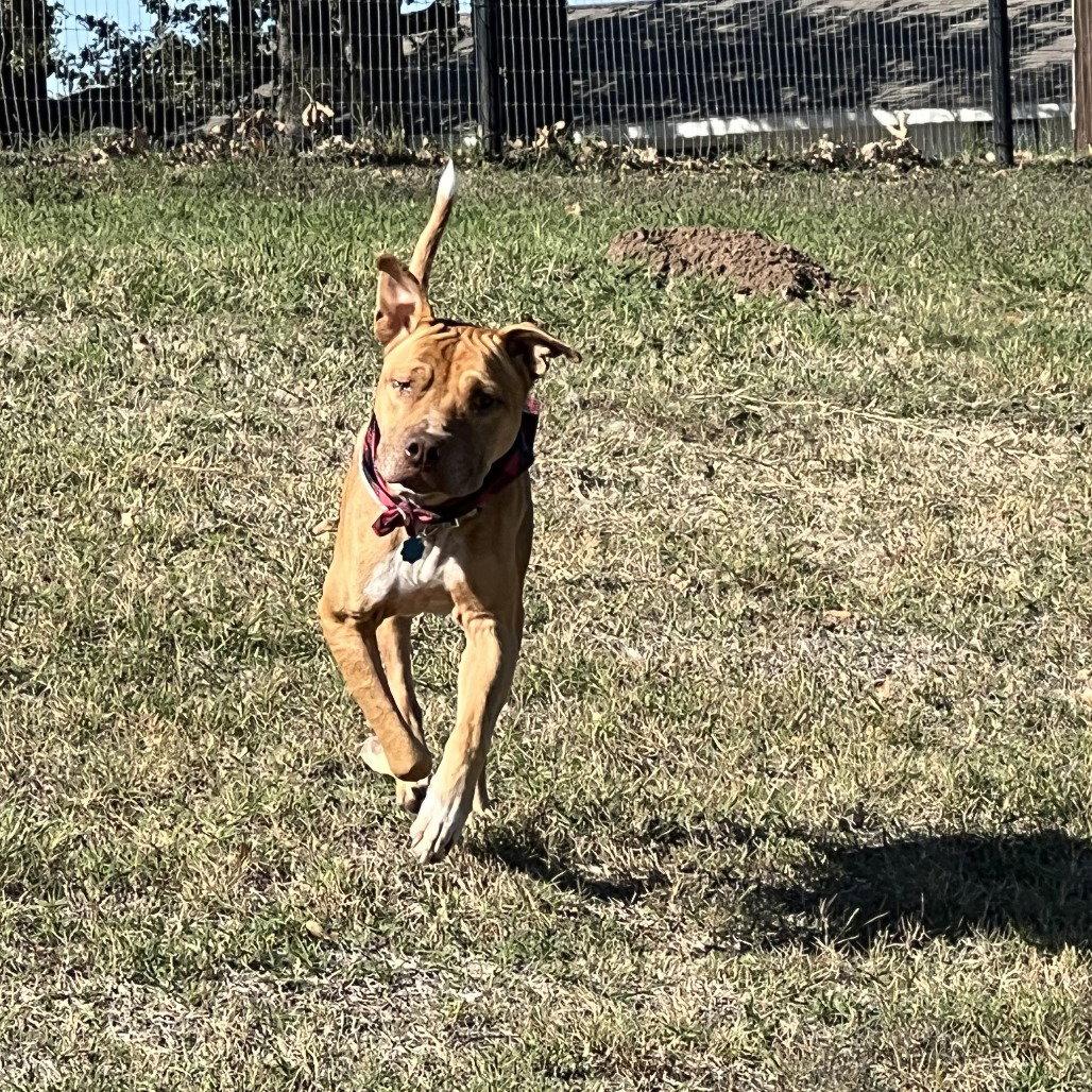 Enlarge Rocco, a Adoptable Pit Bull Terrier in Dallas, TX image 1/3