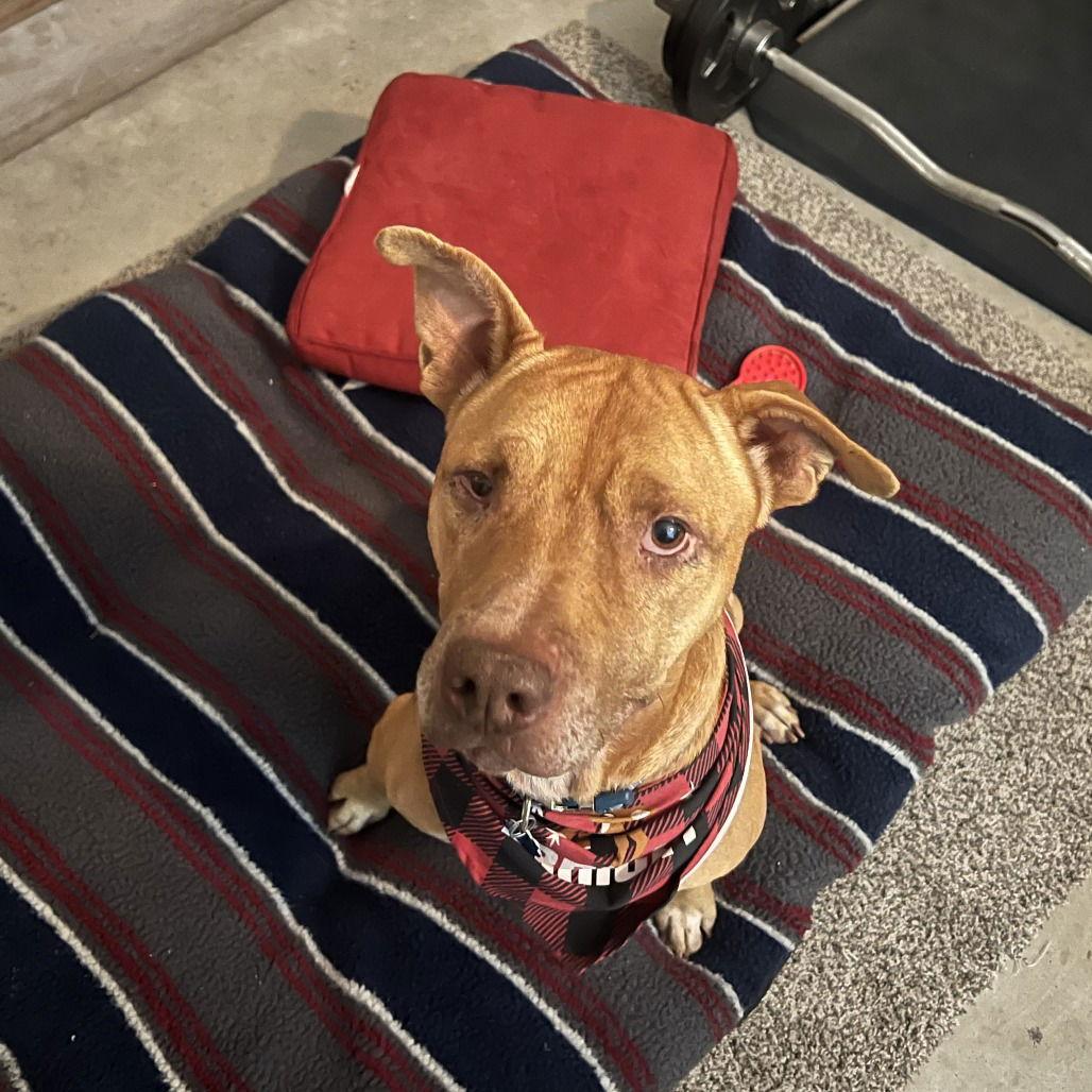 Rocco — thumbnail 2