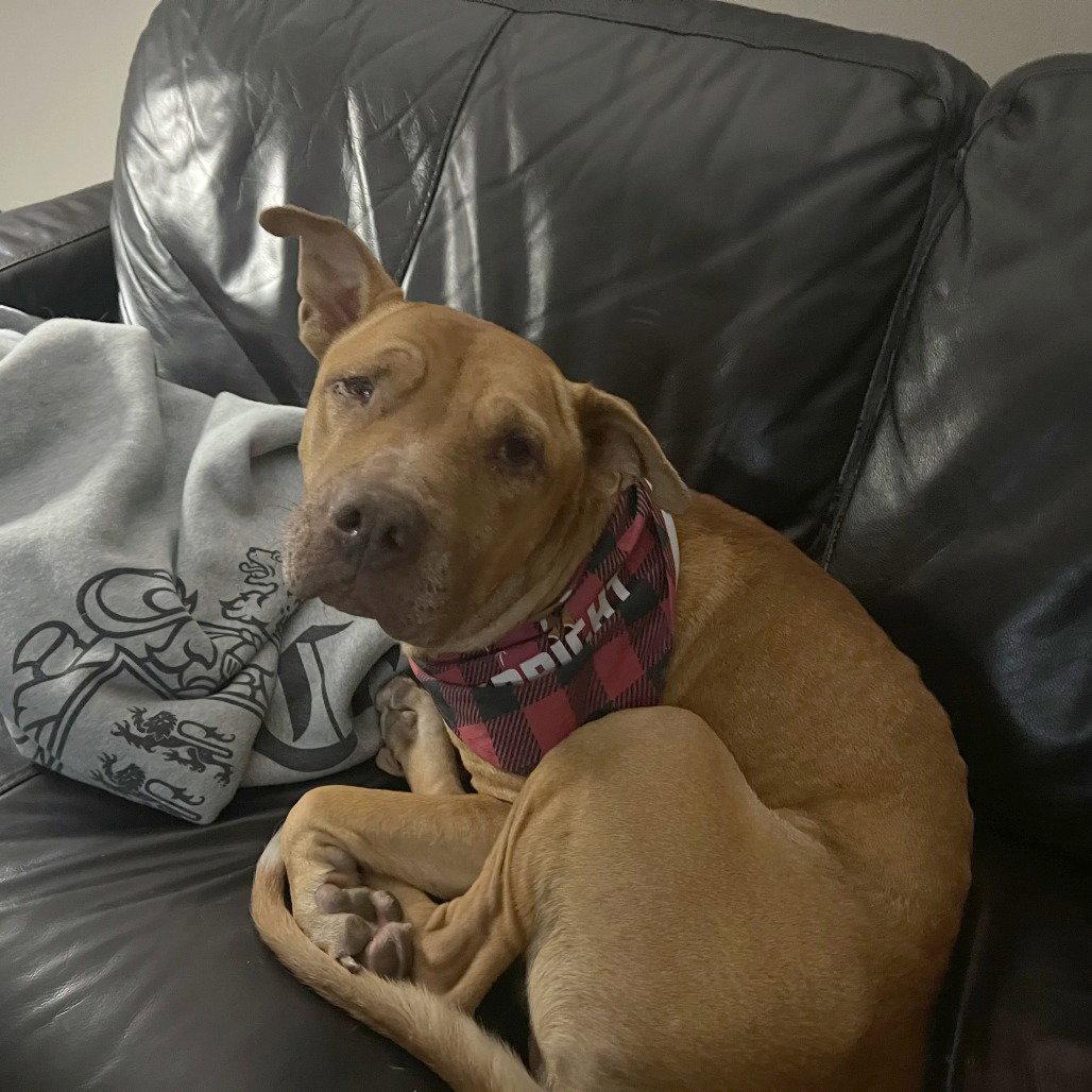Enlarge Rocco, a Adoptable Pit Bull Terrier in Dallas, TX image 2/3