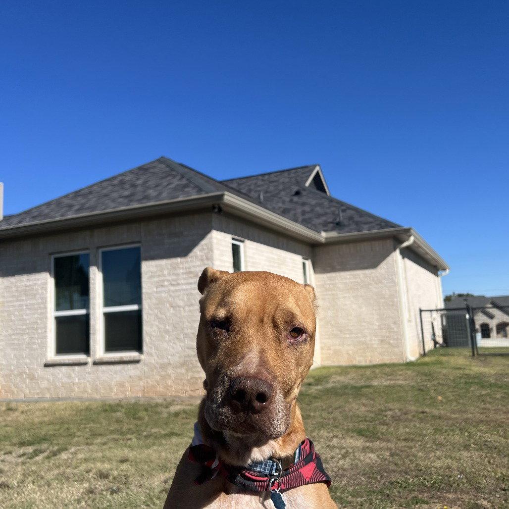 Enlarge Rocco, a Adoptable Pit Bull Terrier in Dallas, TX image 3/3