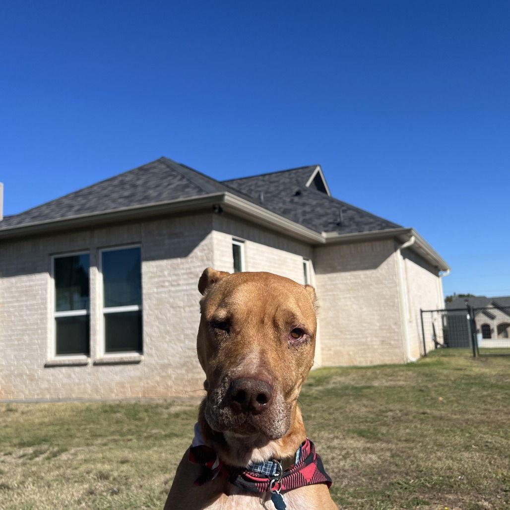 Rocco — thumbnail 3