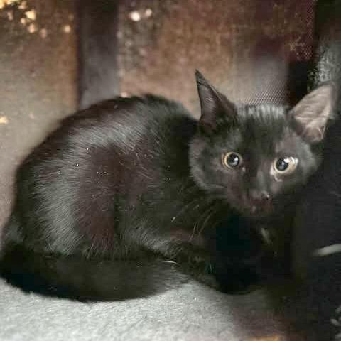 Sweep, a Adoptable Domestic Medium Hair in FAIRWAY, KS image 1/3