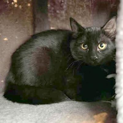 Sweep, Adoptable, Kitten Female Domestic Medium Hair.