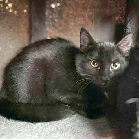 Sweep, a Adoptable Domestic Medium Hair in FAIRWAY, KS image 3/3