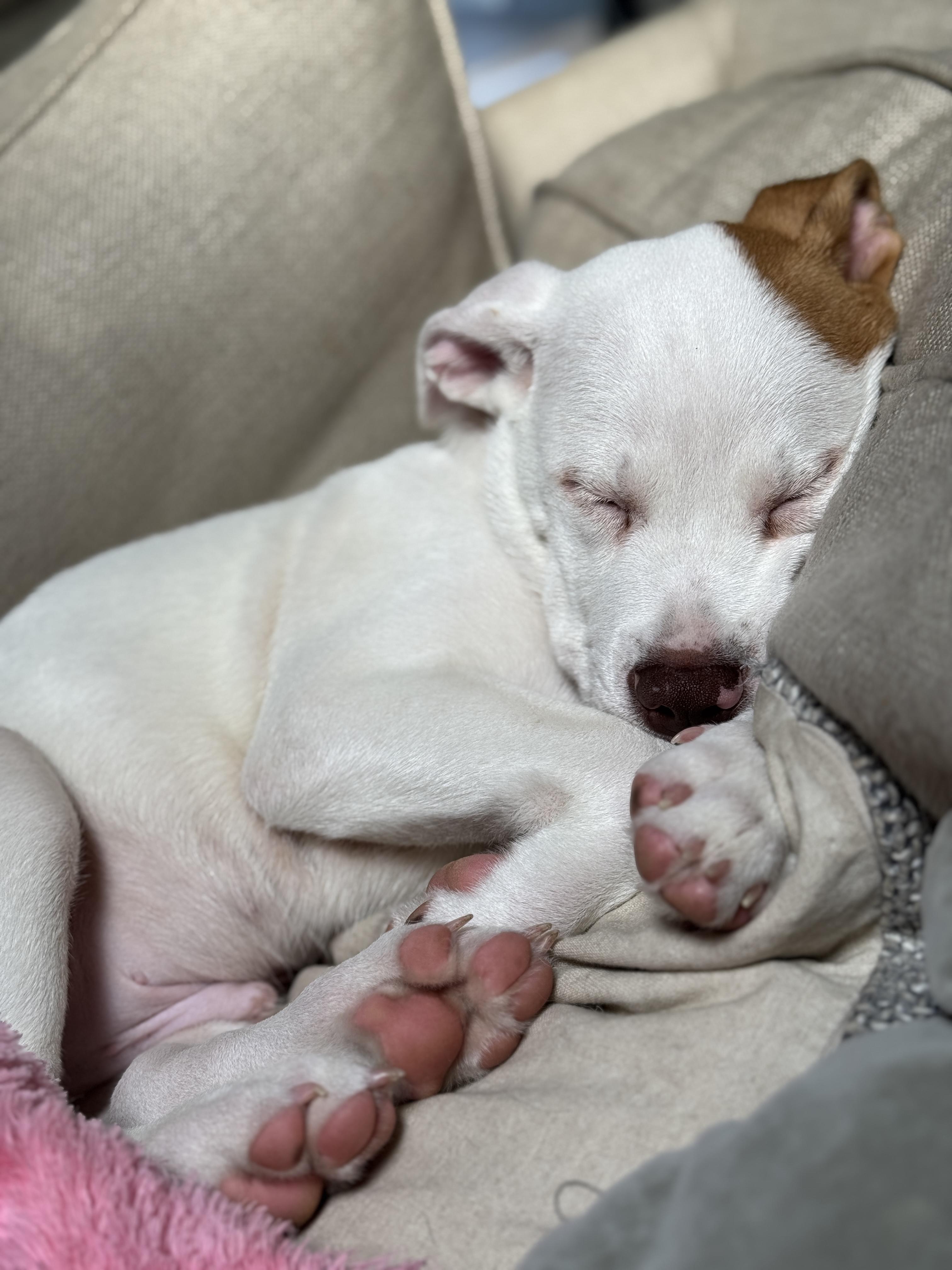 Enlarge Reef, a Adopted Mixed Breed in Studio City, CA image 1/4