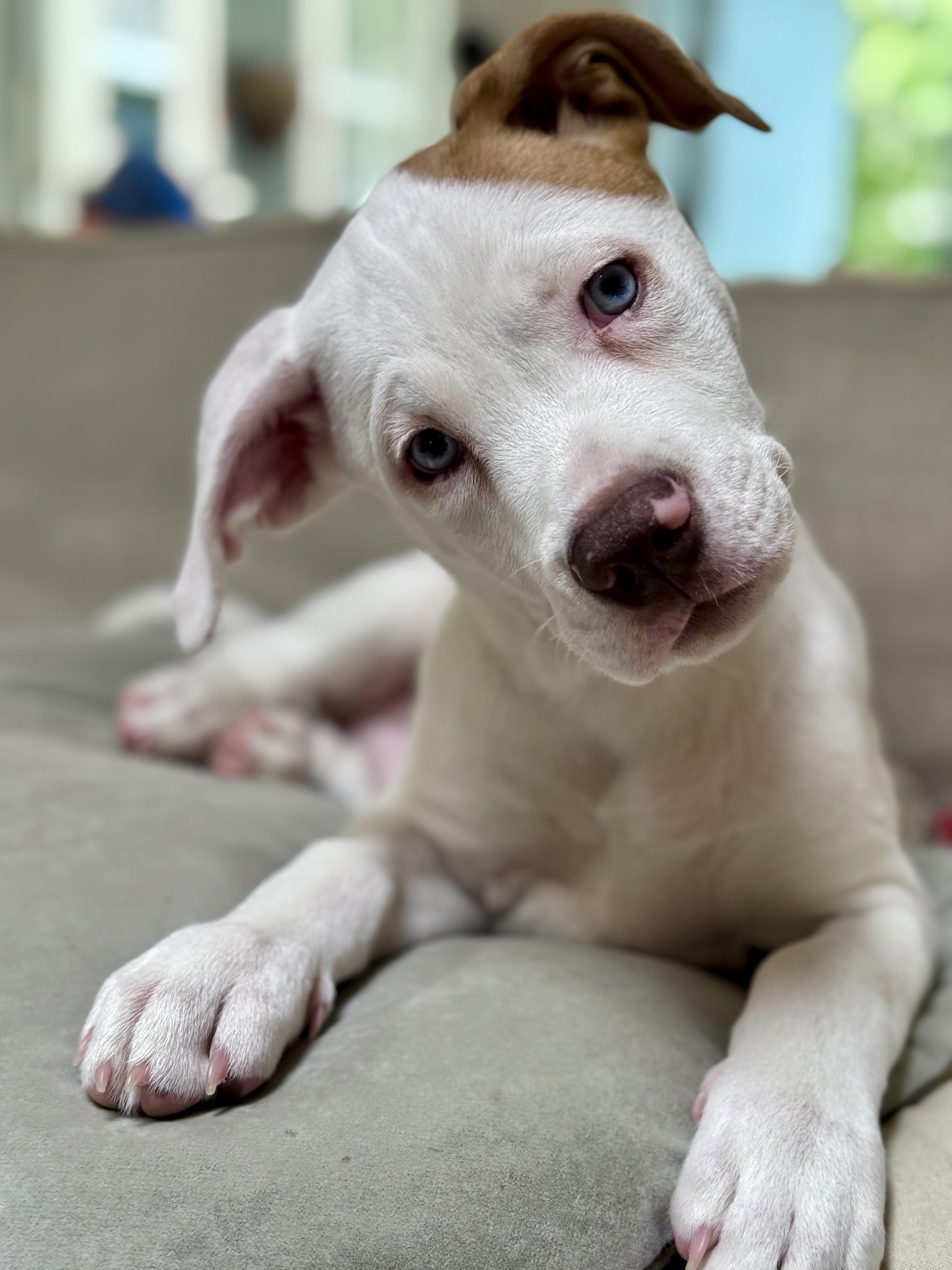 Enlarge Reef, a Adopted Mixed Breed in Studio City, CA image 2/4