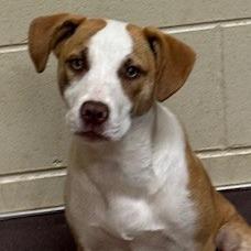 Charlotte, Adoptable, Young Female Pit Bull Terrier.