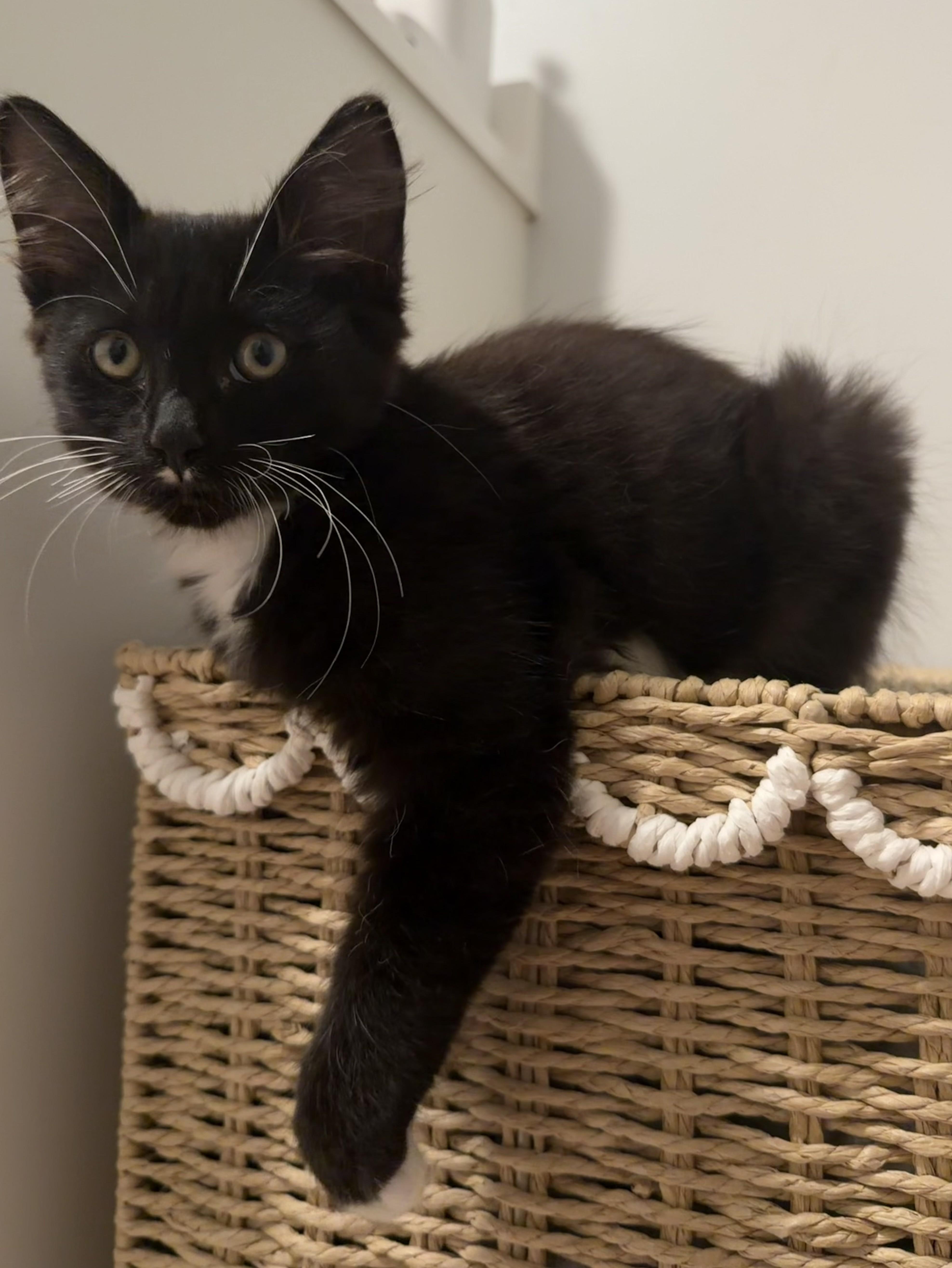 Enlarge Shadow - KITTEN, a Adopted mixed breed in Harrison, NY image 4/5