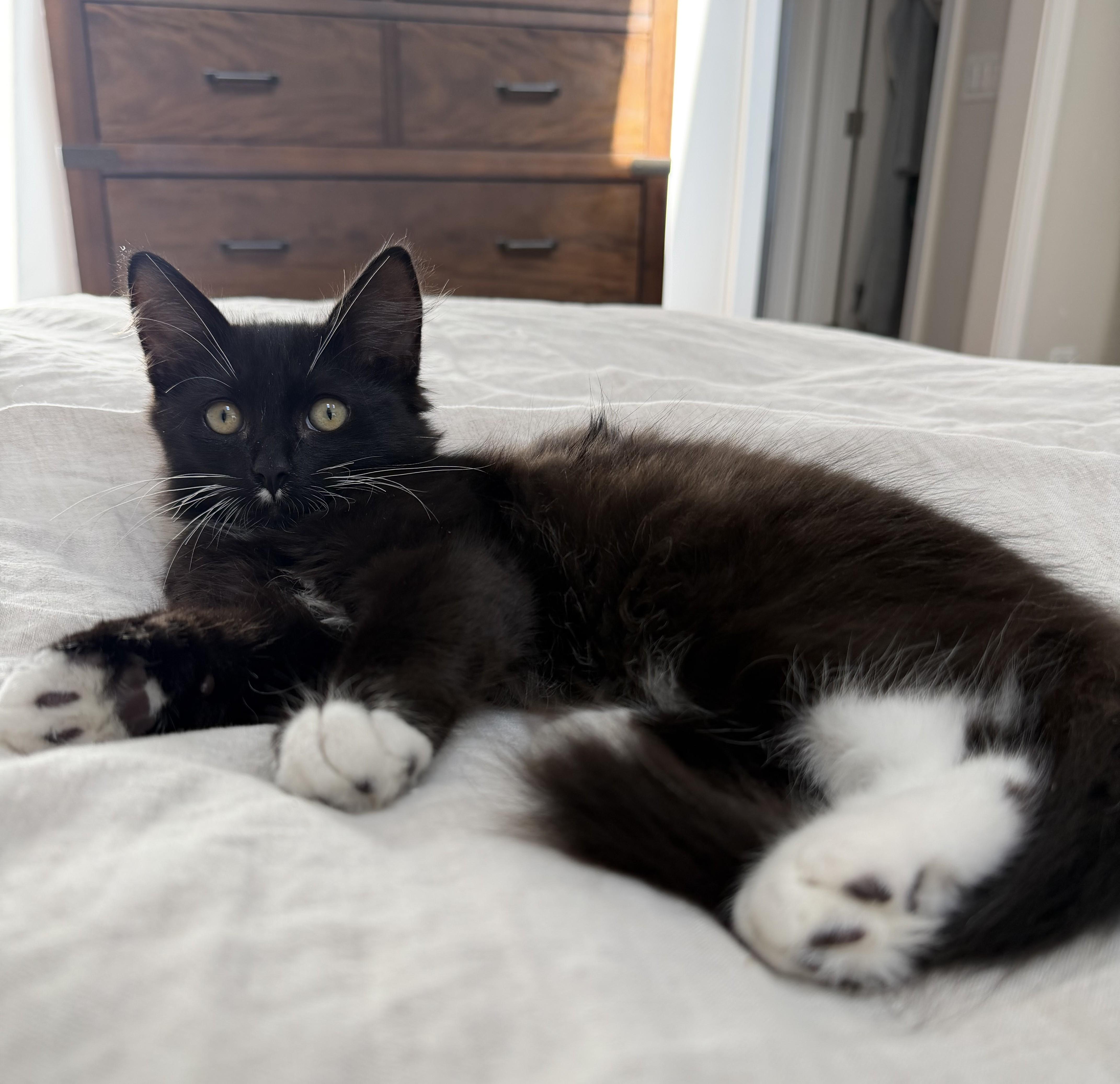Enlarge Shadow - KITTEN, a Adopted mixed breed in Harrison, NY image 5/5