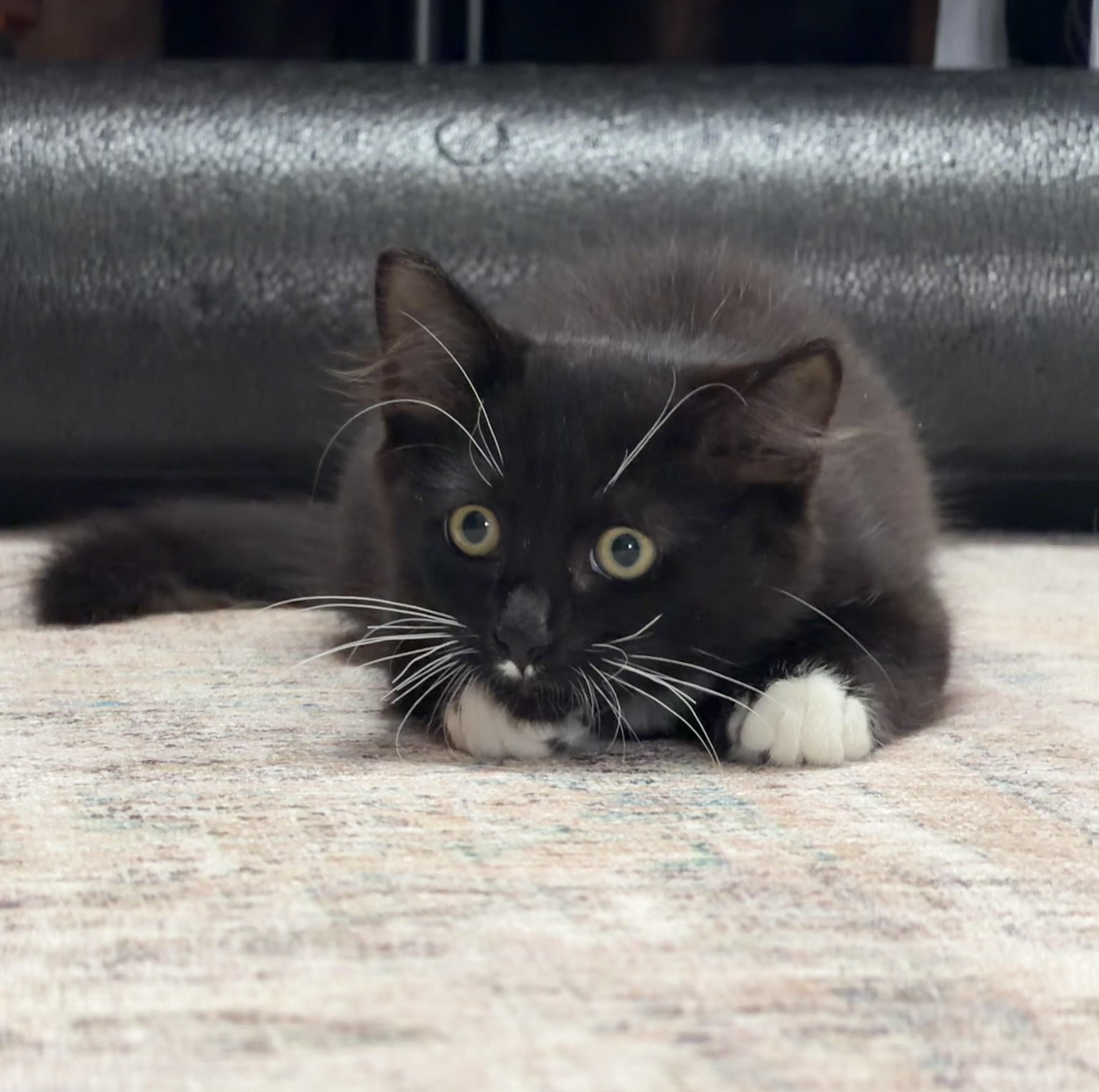 Enlarge Shadow - KITTEN, a Adopted mixed breed in Harrison, NY image 2/5