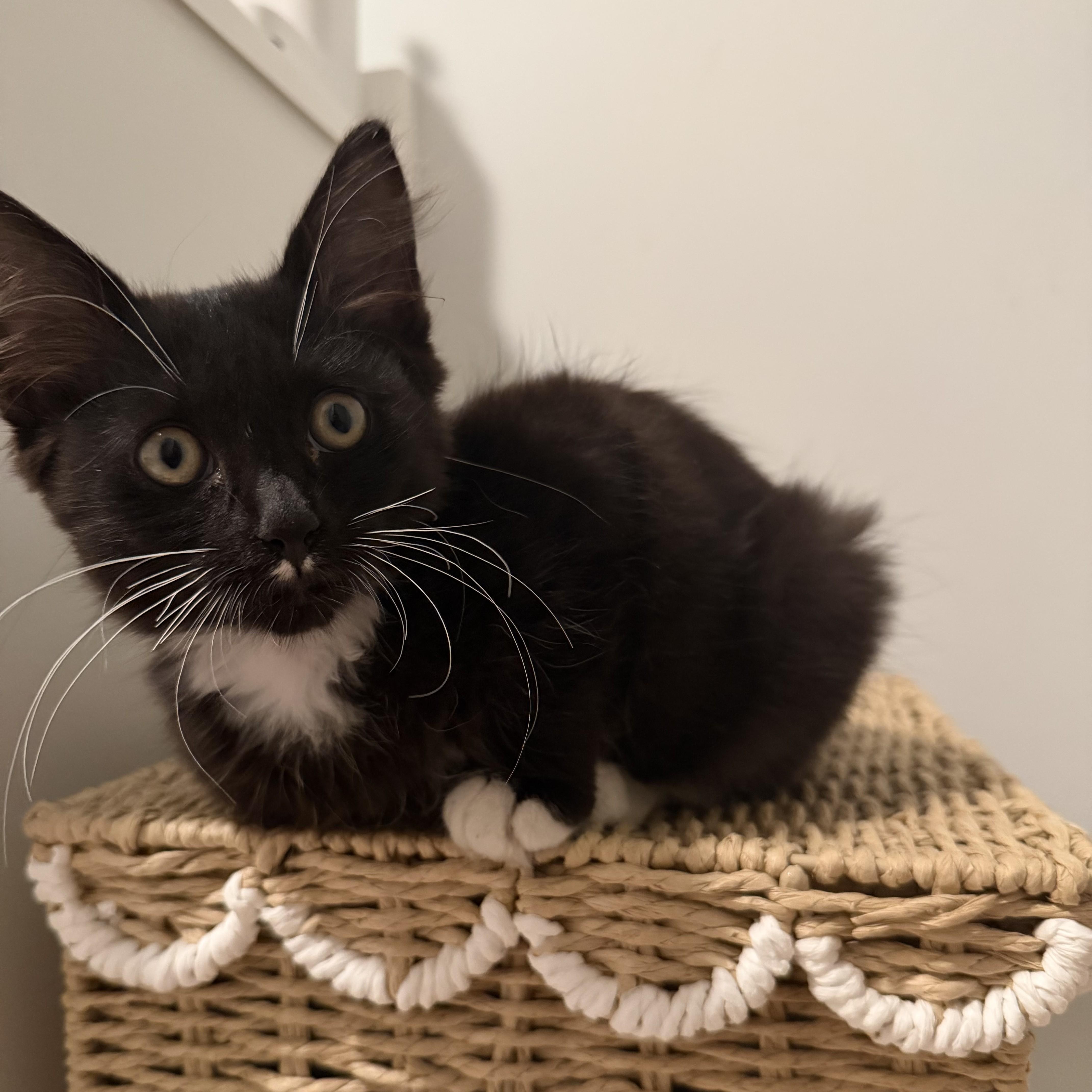 Enlarge Shadow - KITTEN, a Adopted mixed breed in Harrison, NY image 1/5