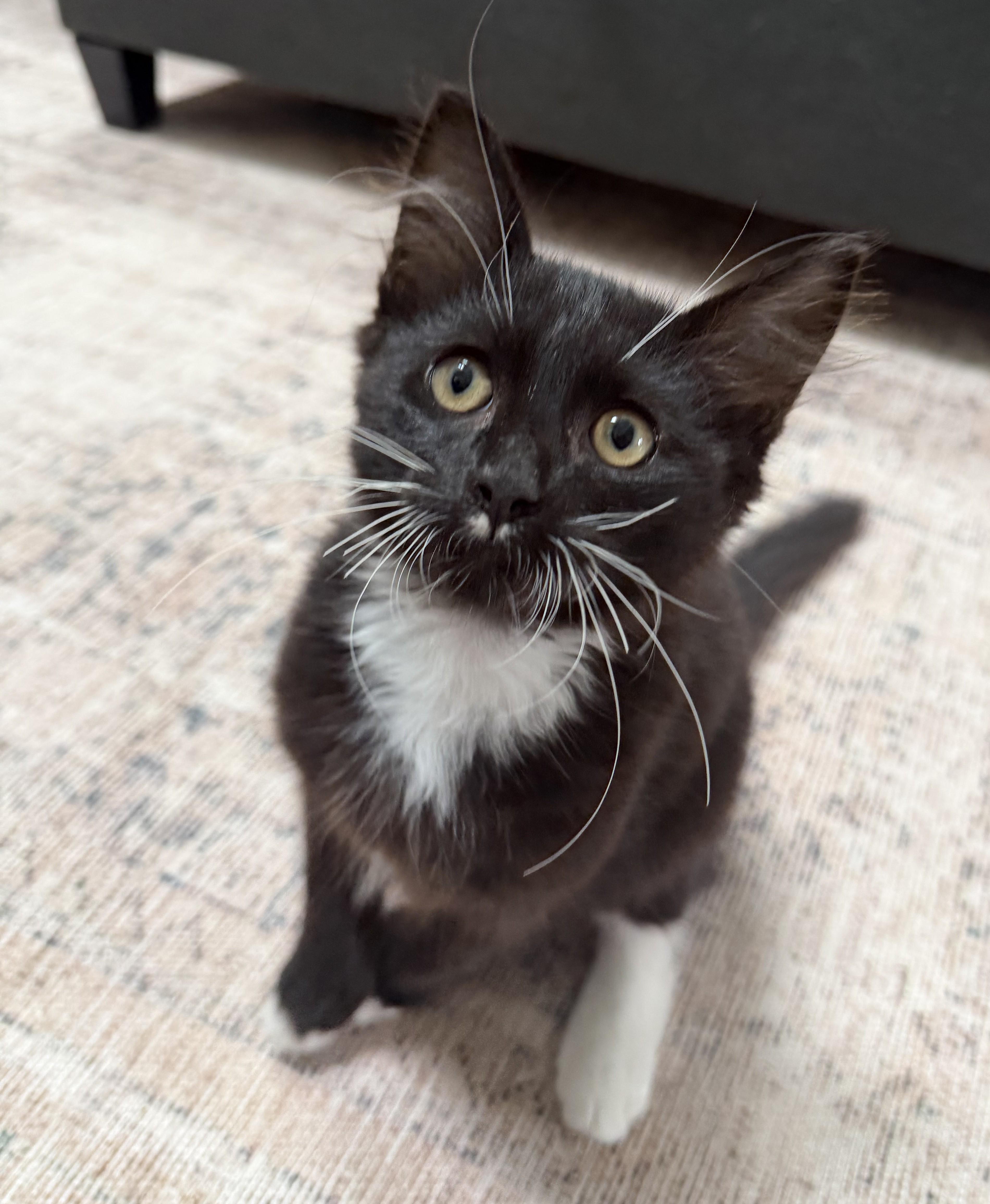 Enlarge Shadow - KITTEN, a Adopted mixed breed in Harrison, NY image 3/5