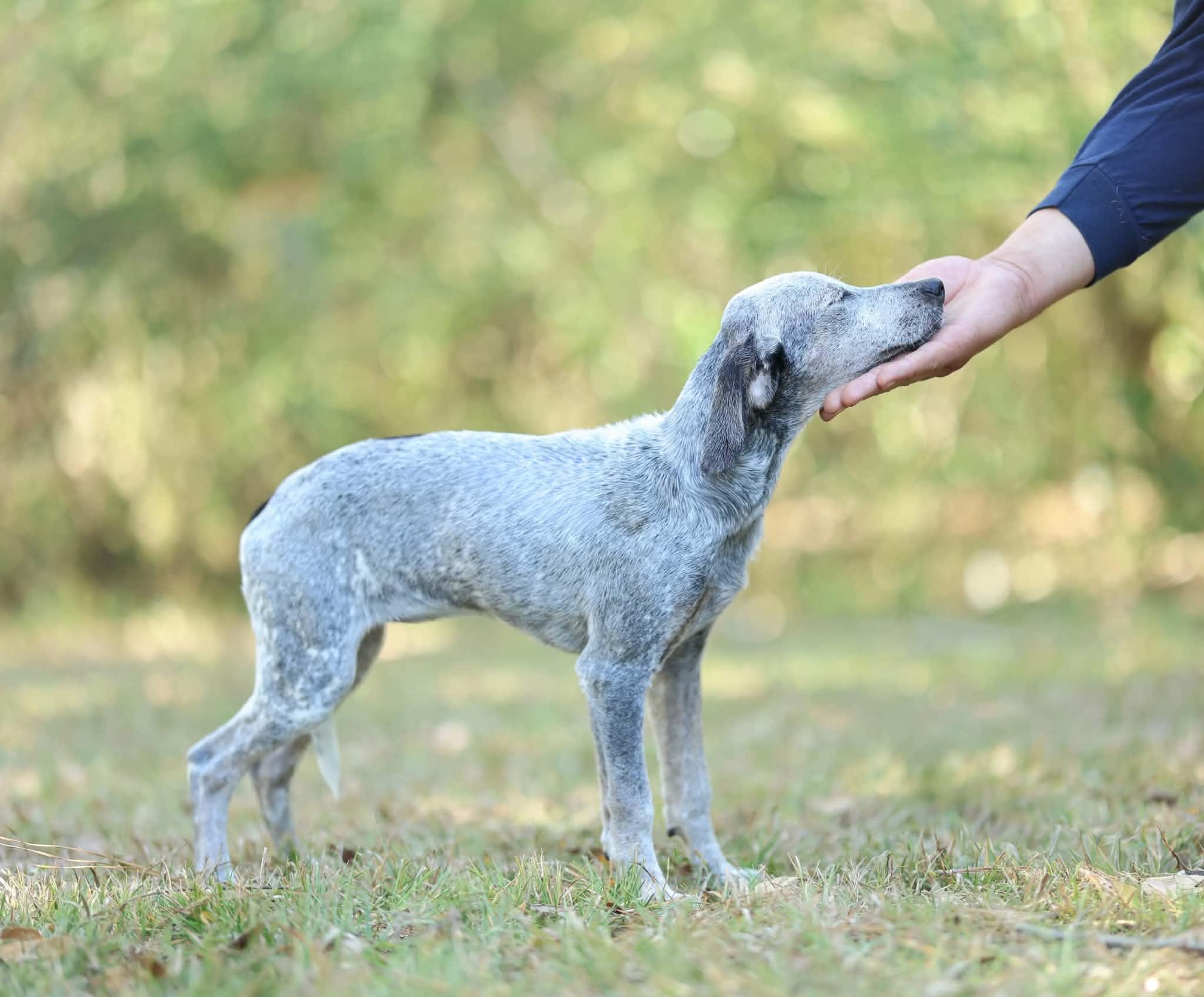Enlarge Indigo, a Adoptable mixed breed in Bedminster, NJ image 5/6
