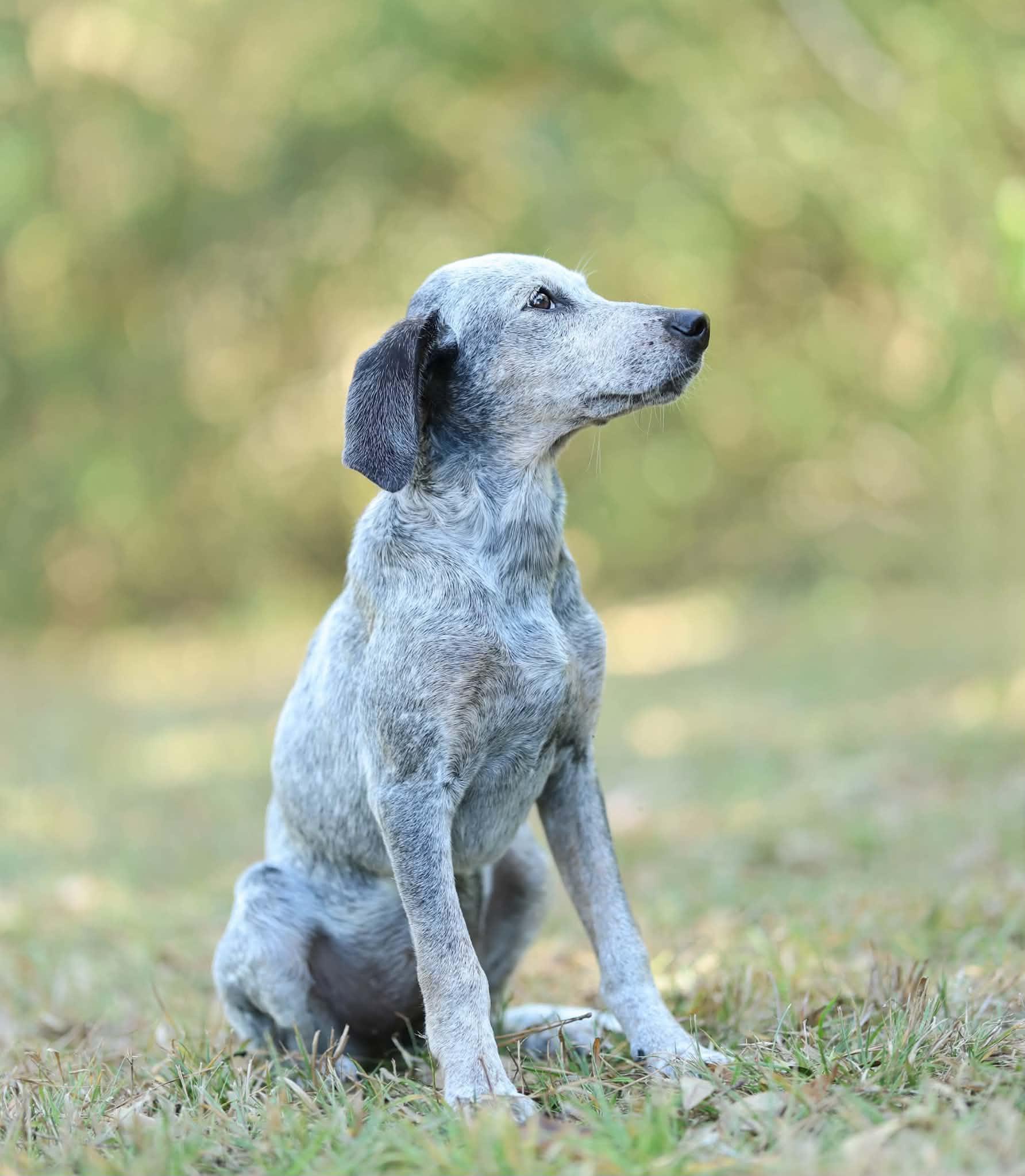 Enlarge Indigo, a Adoptable mixed breed in Bedminster, NJ image 4/6