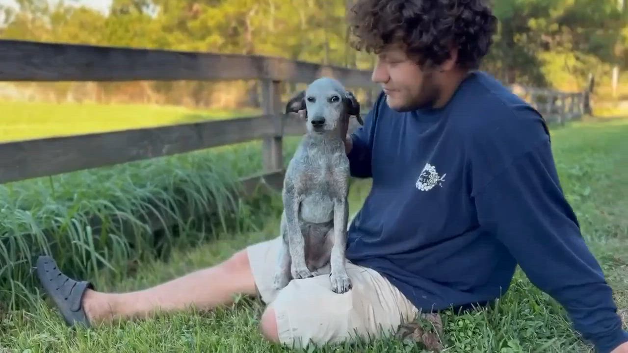 Enlarge Indigo, a Adoptable mixed breed in Bedminster, NJ video 6/6