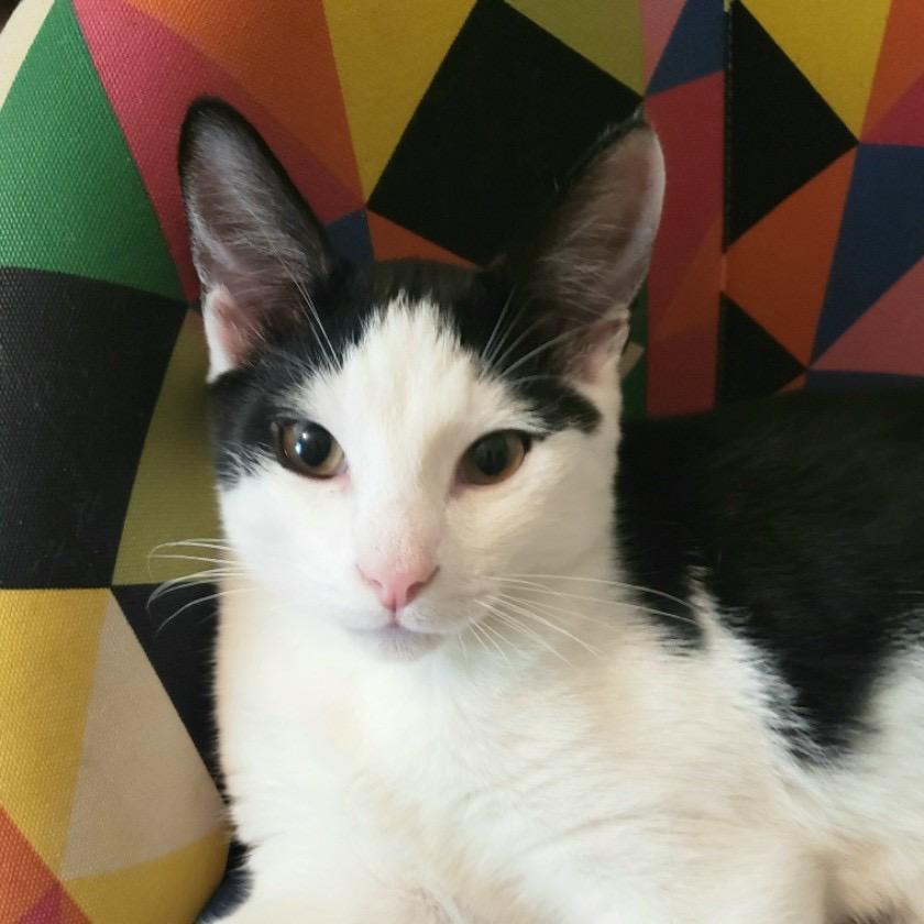 Enlarge Garrett, a Adoptable Domestic Short Hair in Salt Point, NY image 2/3