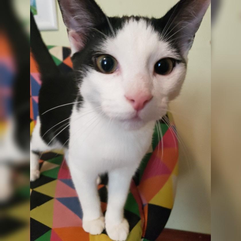 Enlarge Garrett, a Adoptable Domestic Short Hair in Salt Point, NY image 3/3