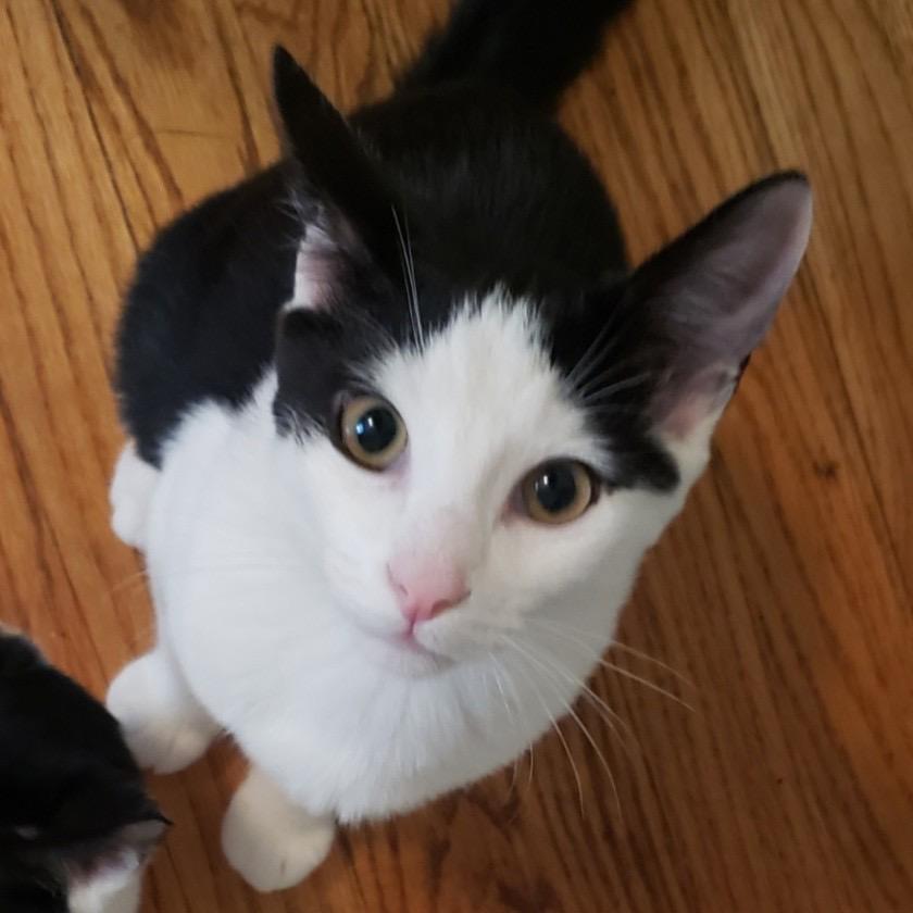 Garrett, Adoptable, Kitten Male Domestic Short Hair.