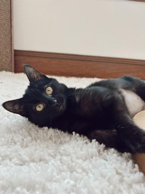 Lupine - Affectionate and playful photo 3