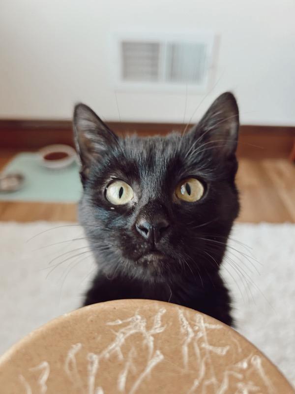 Lupine - Affectionate and playful photo 4