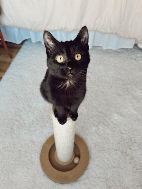 Lupine - Affectionate and playful, Baby Male Domestic Short Hair