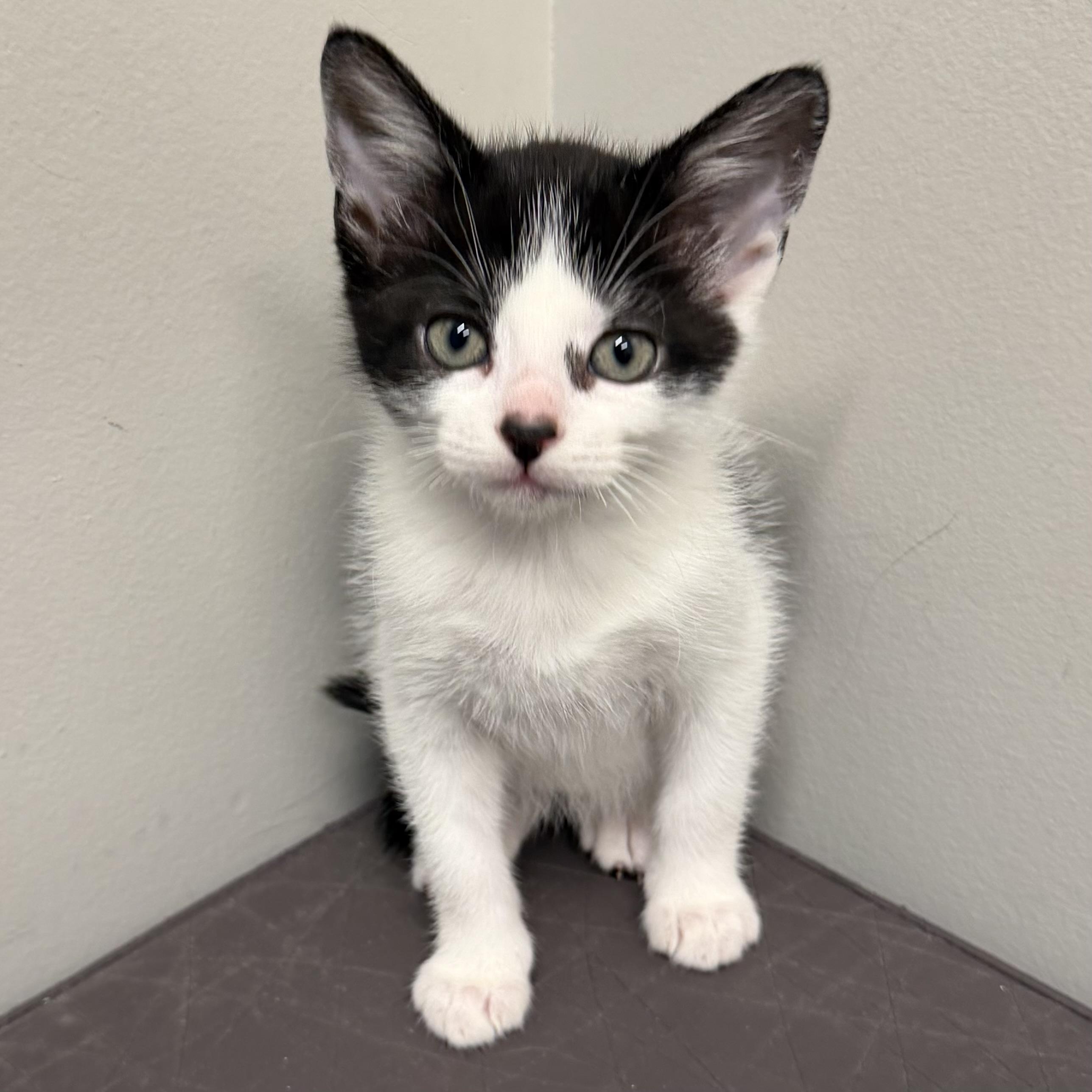 Enlarge Zoo, an adoptable mixed breed in Libertyville, IL image 2/3