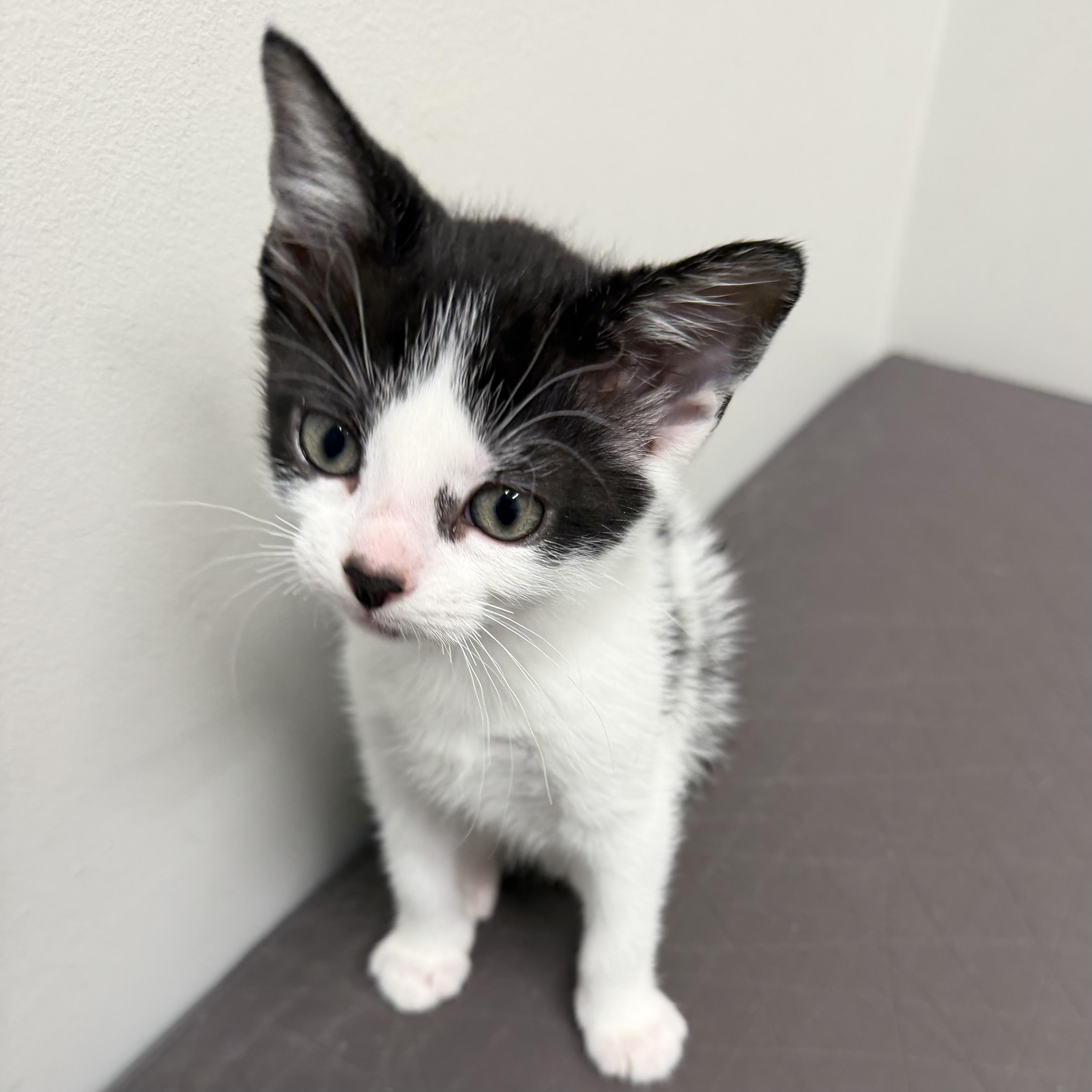 Enlarge Zoo, an adoptable mixed breed in Libertyville, IL image 3/3