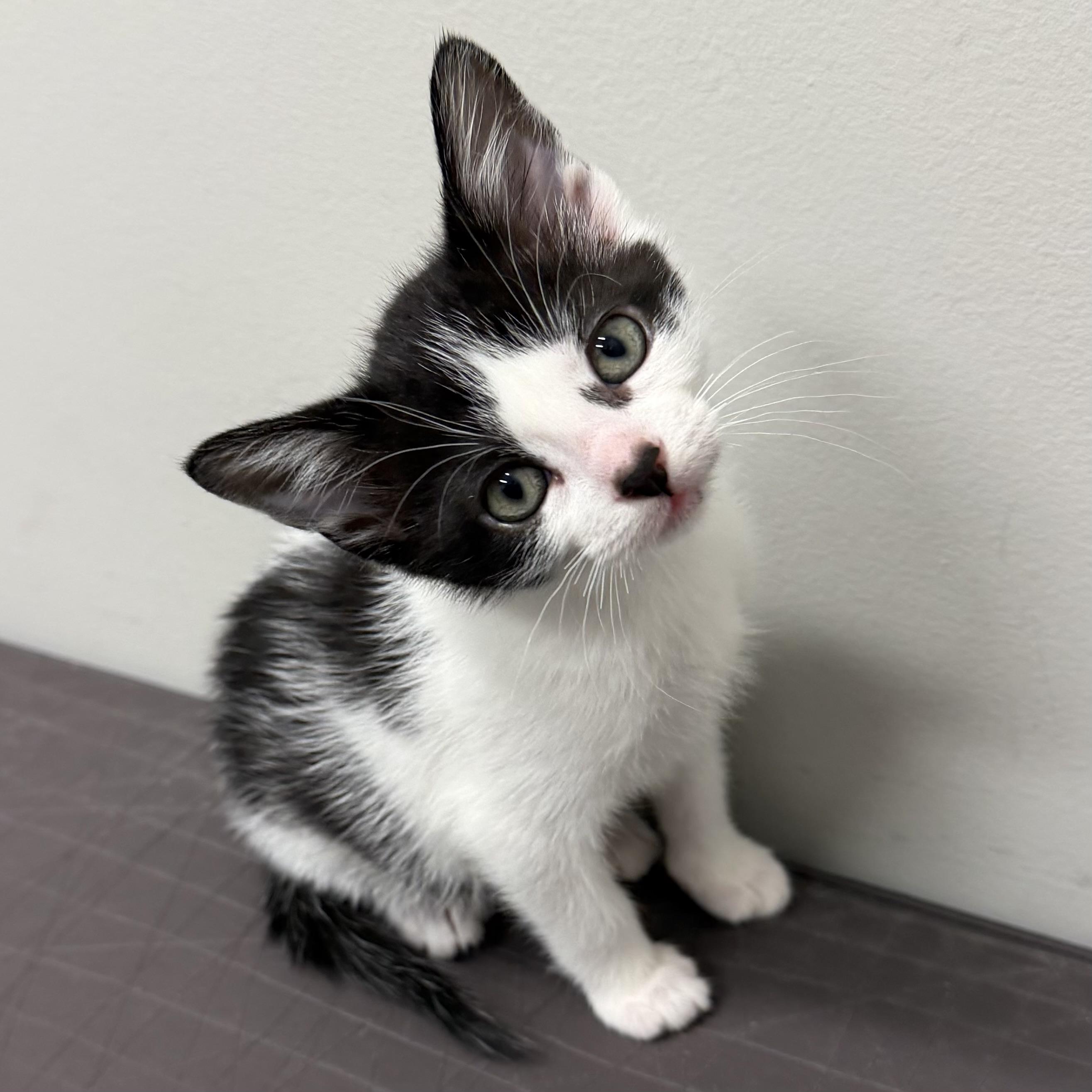 Zoo, adoptable, Kitten Male Domestic Short Hair.