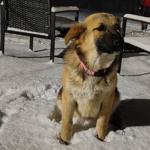 Enlarge Indie, a Adoptable mixed breed in Raleigh, NC image 1/6