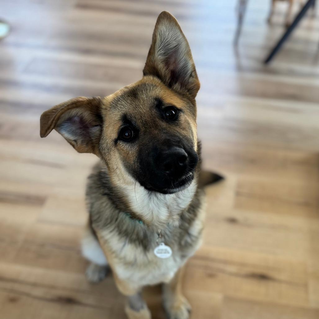 Enlarge Indie, a Adoptable mixed breed in Raleigh, NC image 2/6