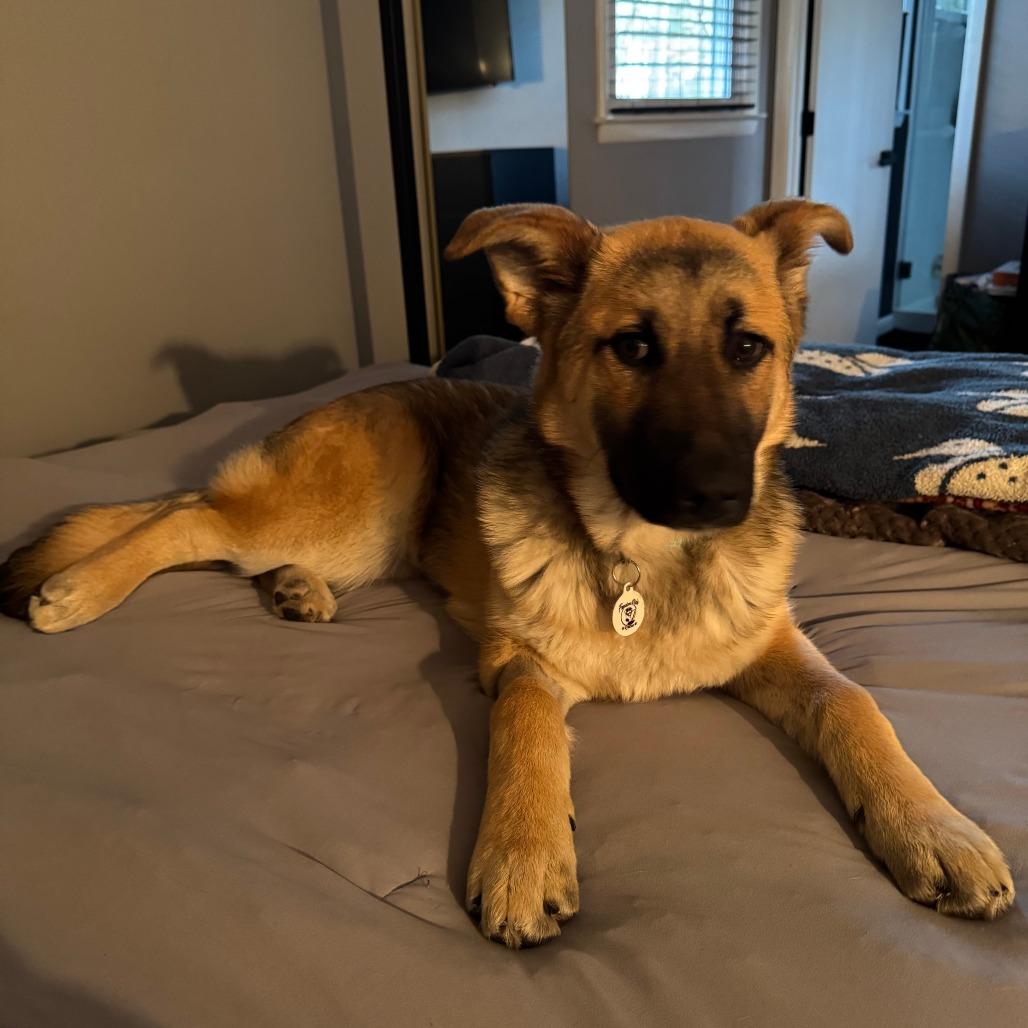 Enlarge Indie, a Adoptable mixed breed in Raleigh, NC image 3/6