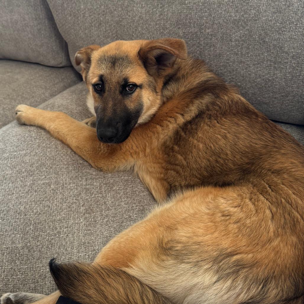 Enlarge Indie, a Adoptable mixed breed in Raleigh, NC image 4/6