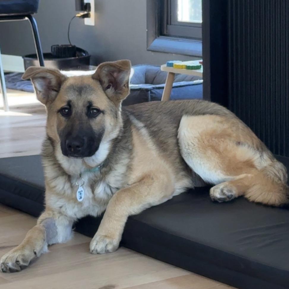 Enlarge Indie, a Adoptable mixed breed in Raleigh, NC image 5/6