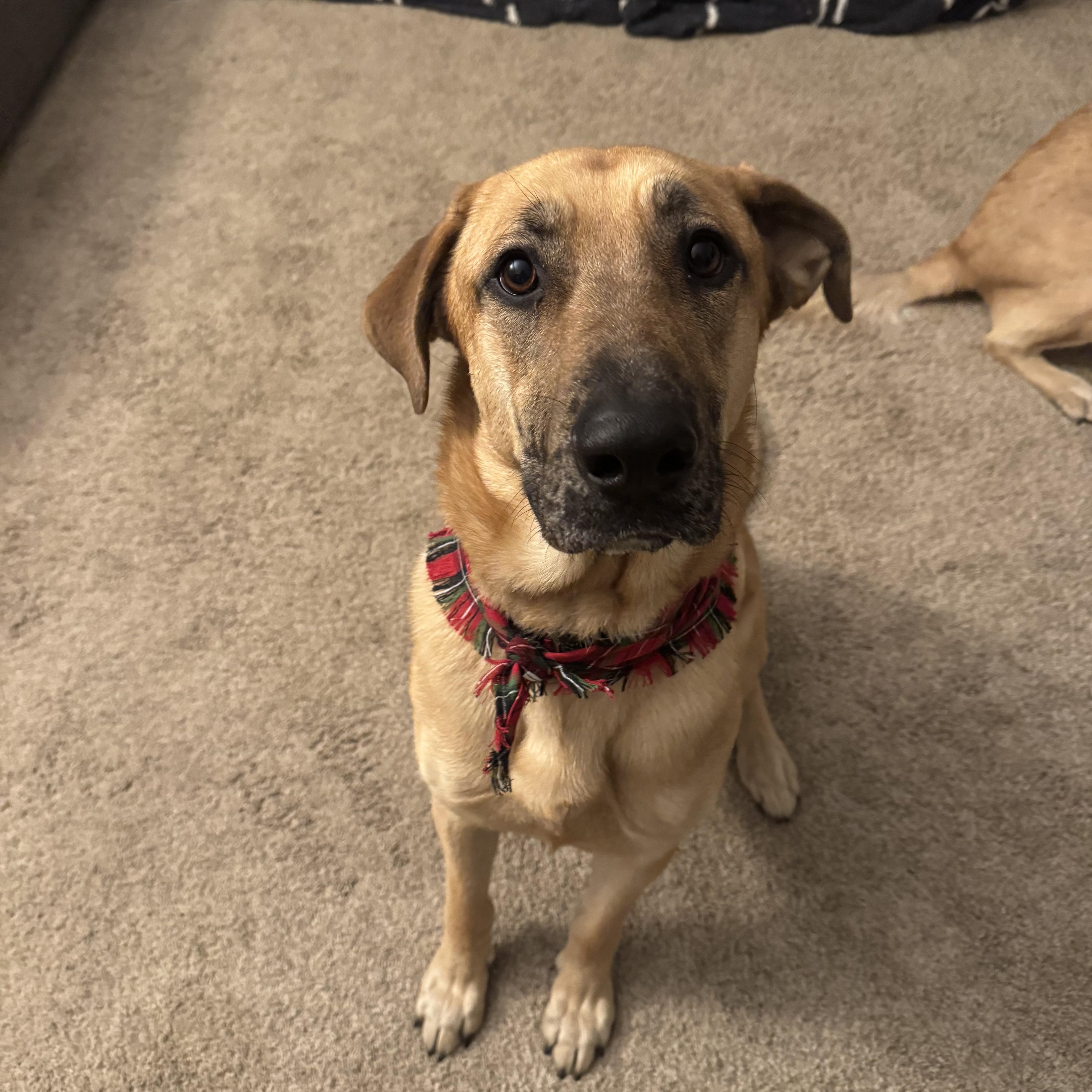 Enlarge Daisy, a ADOPTABLE mixed breed in Brunswick, OH image 1/6