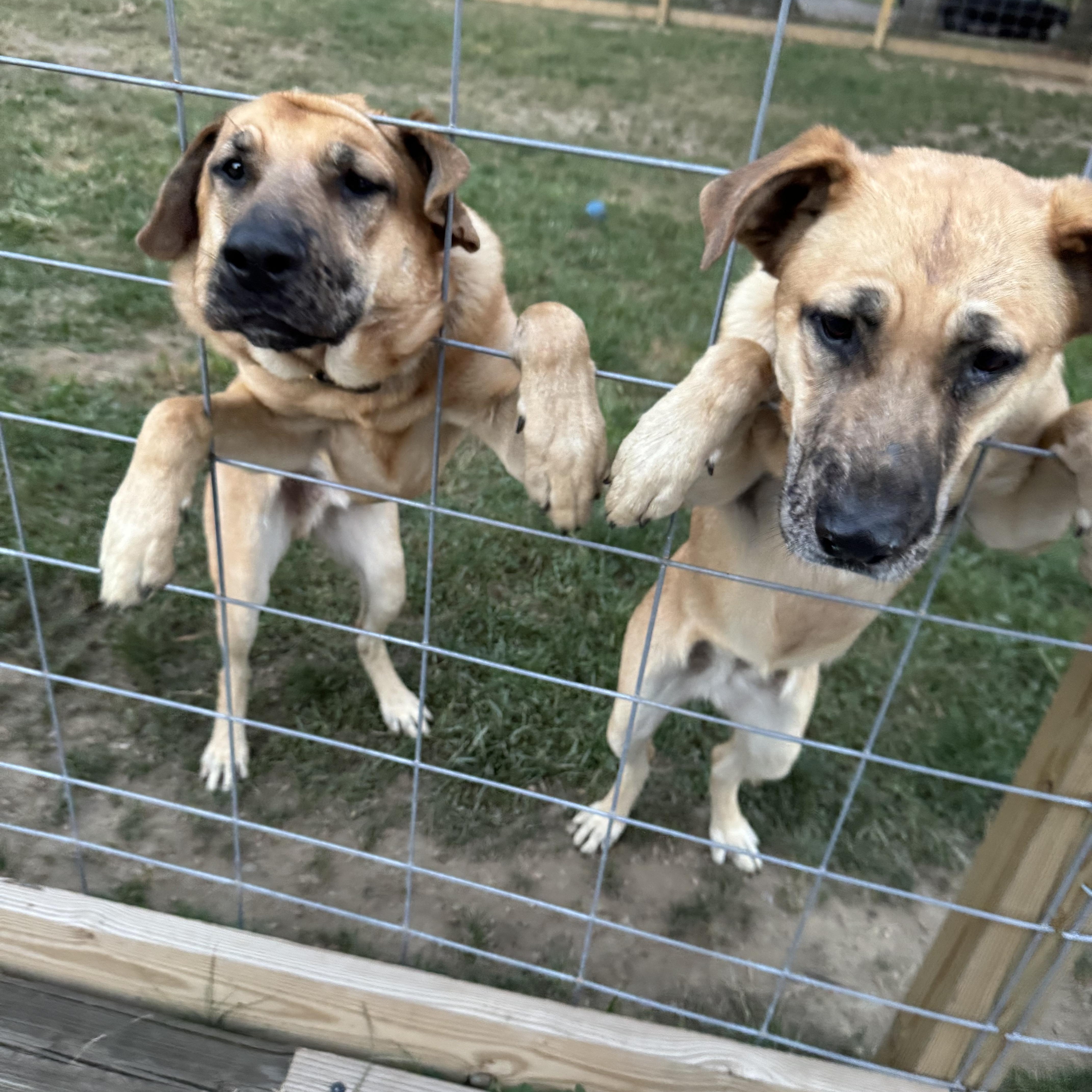 Enlarge Daisy, a ADOPTABLE mixed breed in Brunswick, OH image 4/6