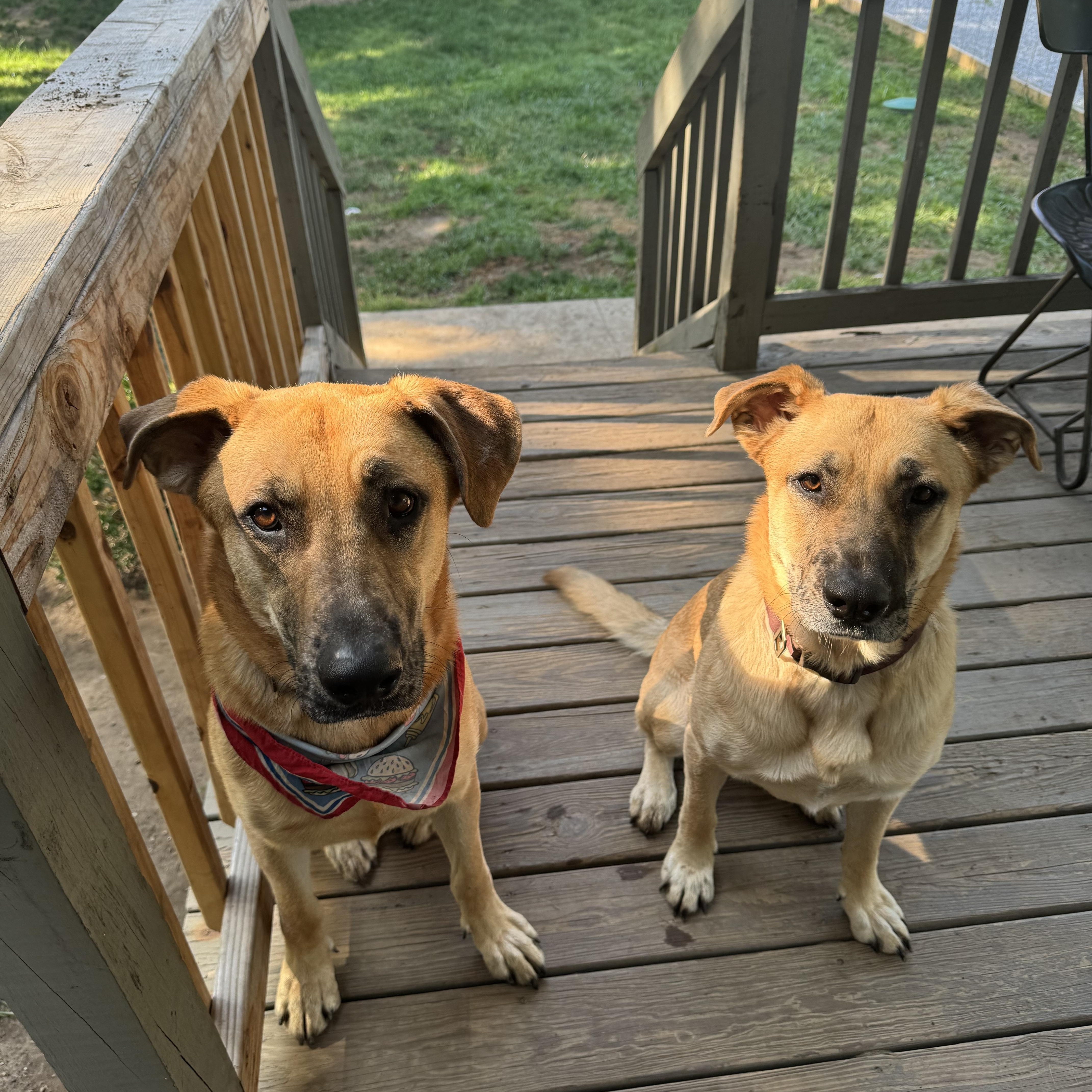 Enlarge Daisy, a ADOPTABLE mixed breed in Brunswick, OH image 3/6