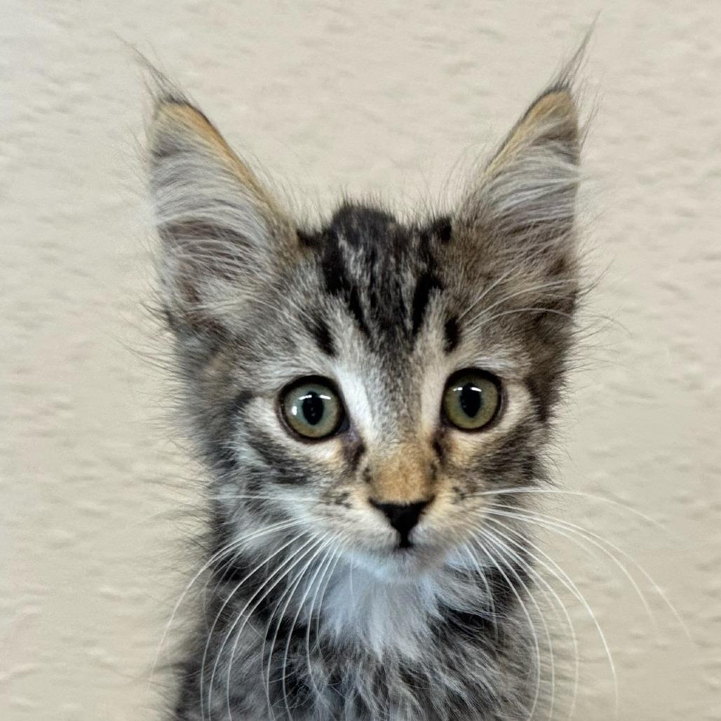 ROCKER, Adoptable, Young Male Domestic Medium Hair.