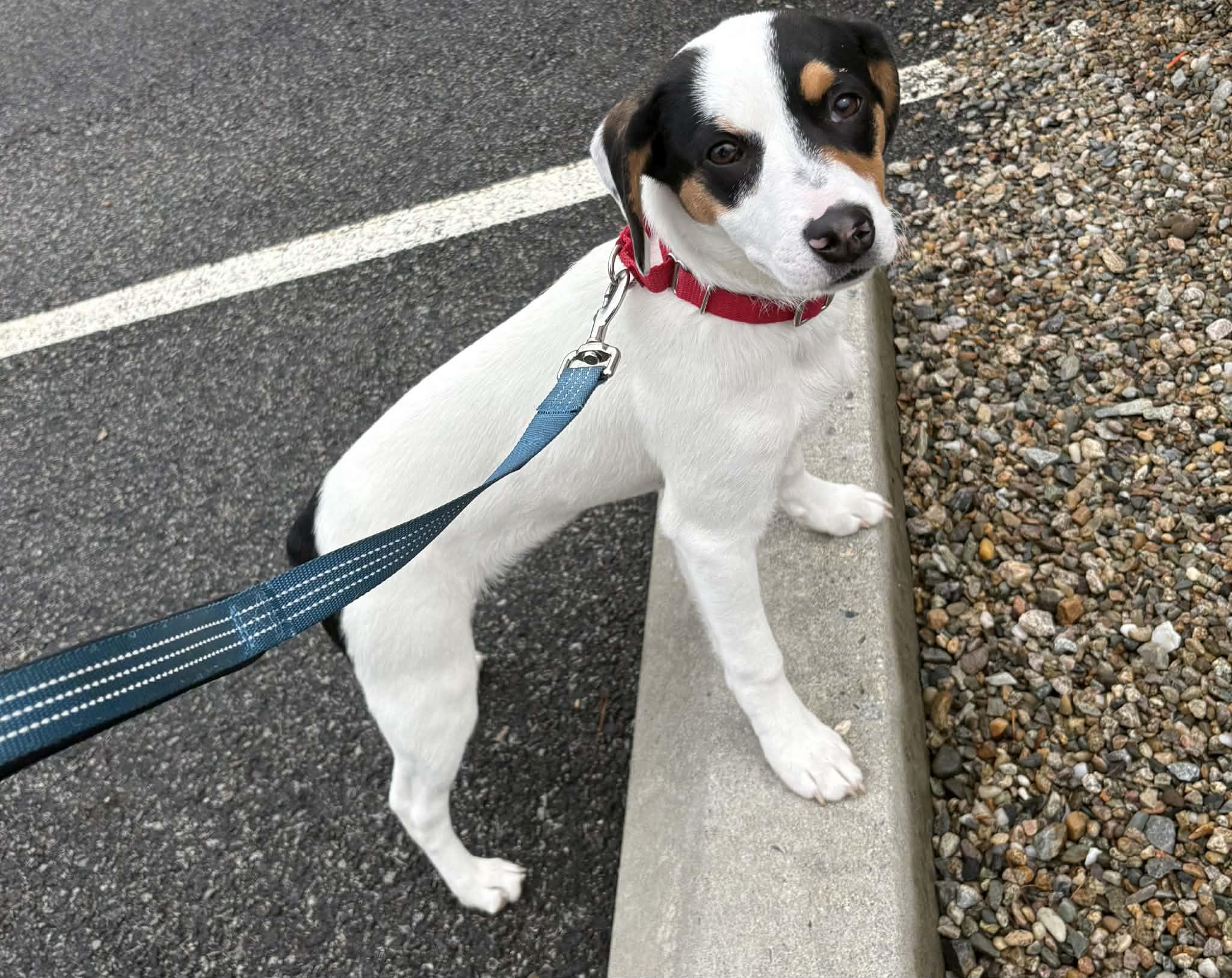 Bailee, Adoptable, Puppy Female Beagle & Terrier.