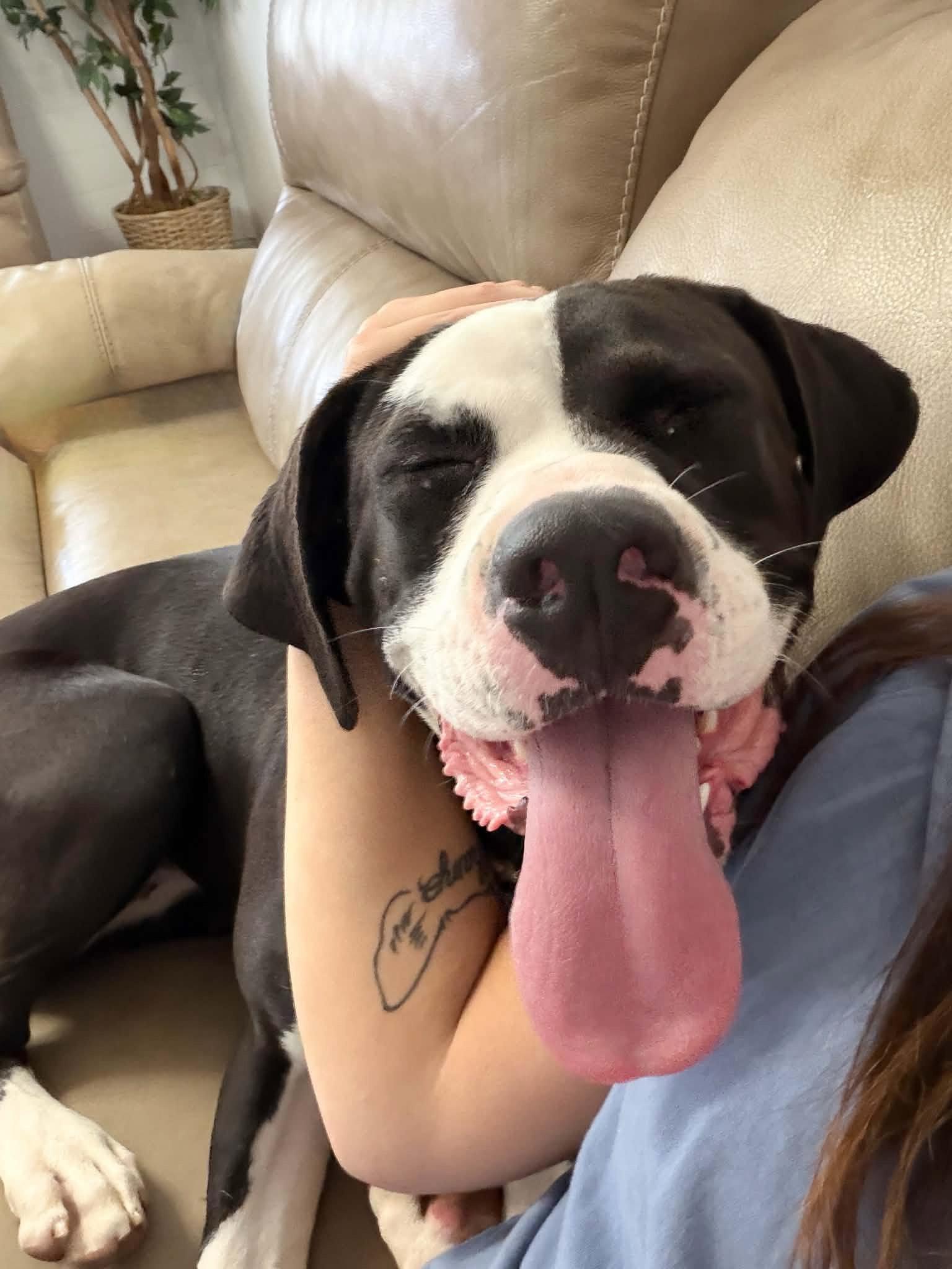 Enlarge Memes, a Adoptable Pit Bull Terrier in Salt Lake City, UT image 1/3