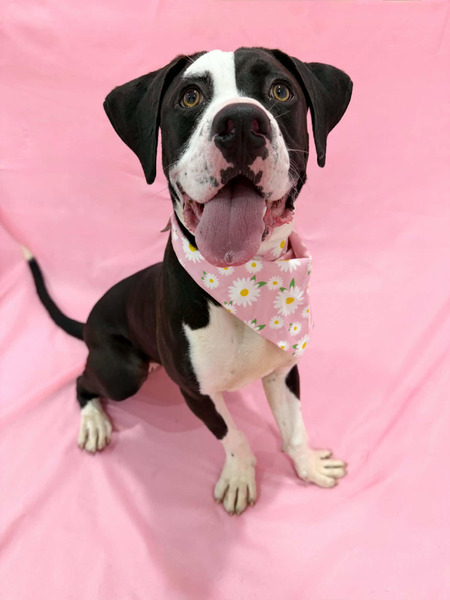 Enlarge Memes, a Adoptable Pit Bull Terrier in Salt Lake City, UT image 2/3